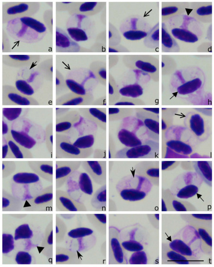 Animals 11 01451 g005