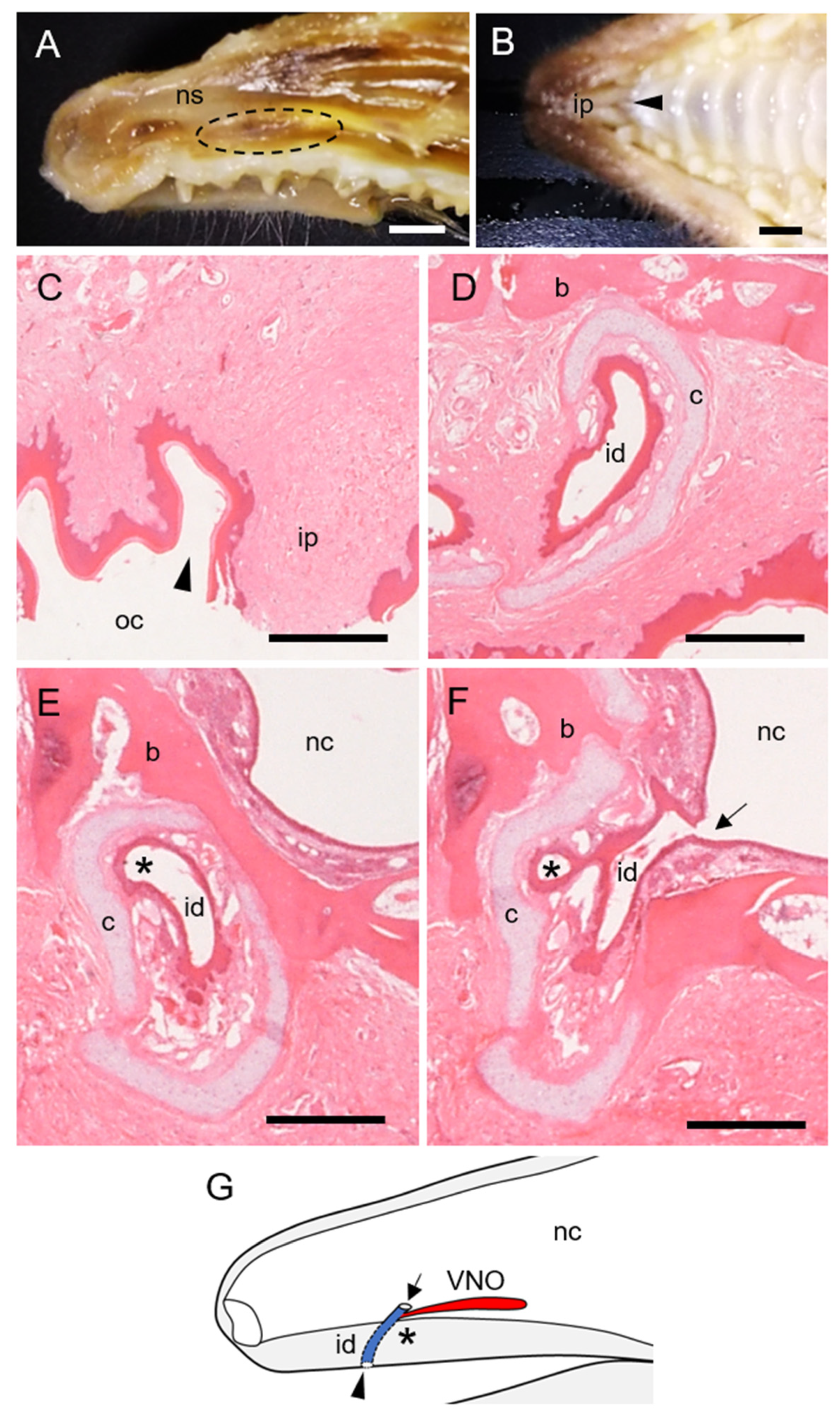 Animals 11 01462 g001