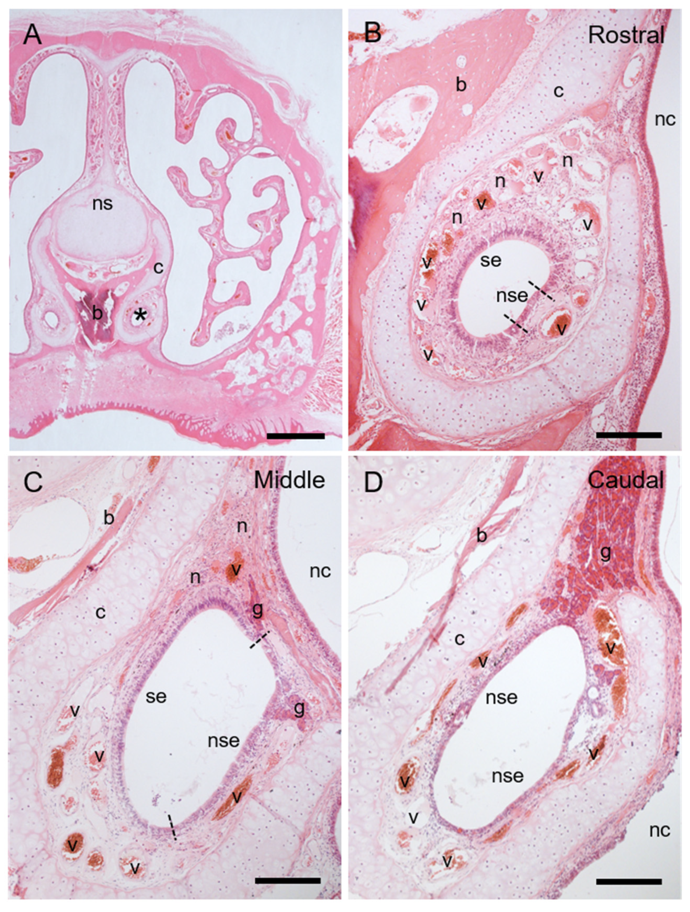 Animals 11 01462 g002