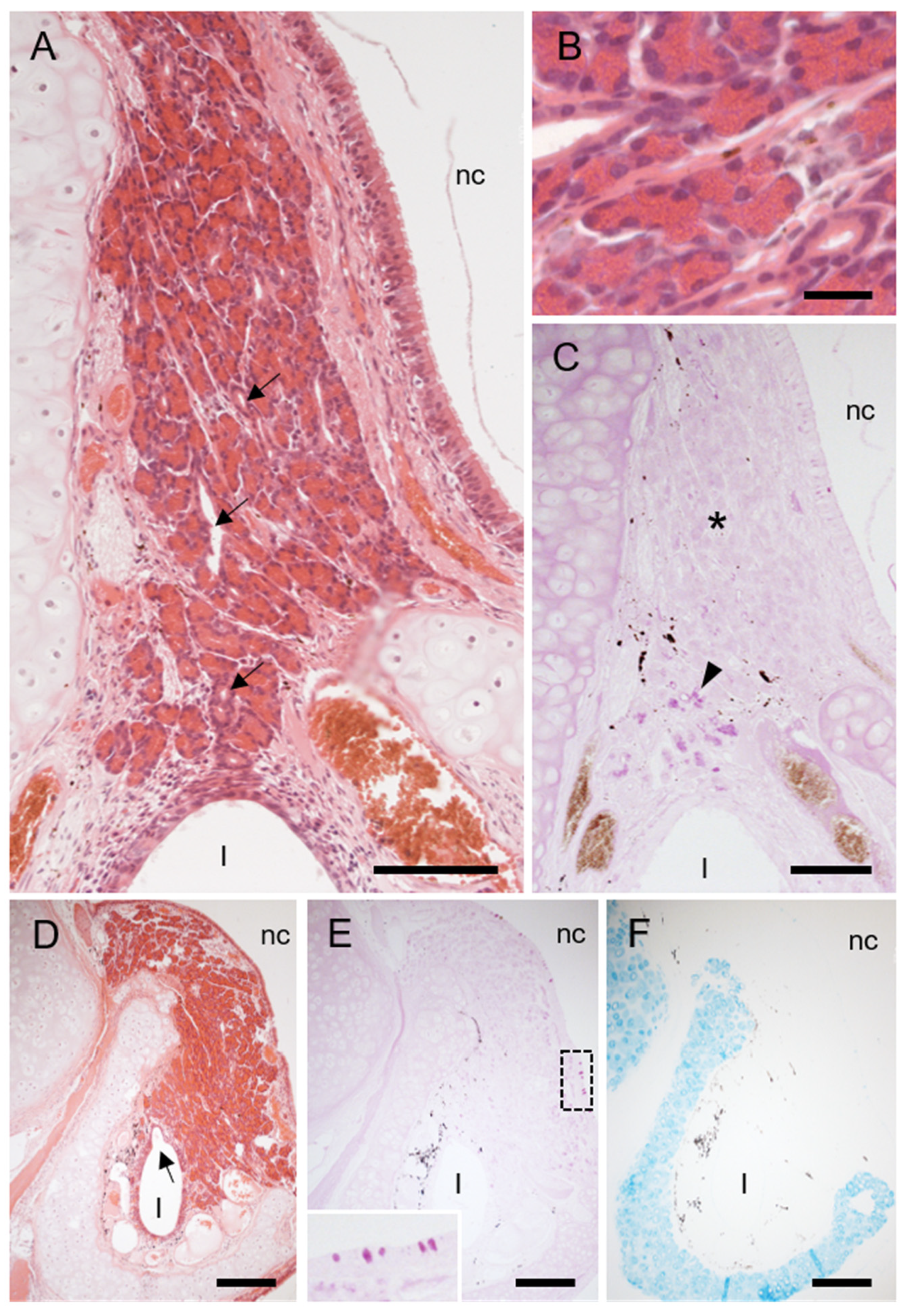 Animals 11 01462 g004