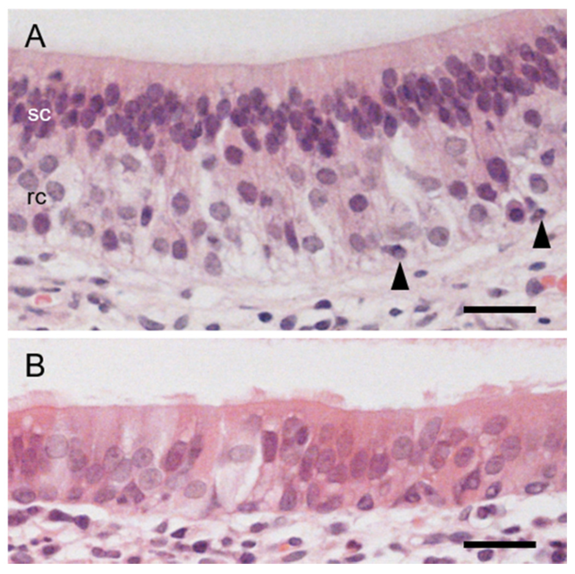 Animals 11 01462 g005