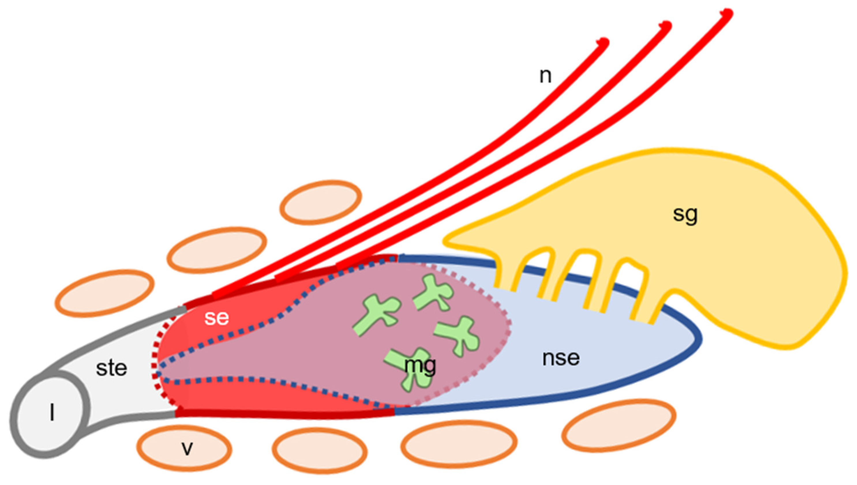 Animals 11 01462 g006