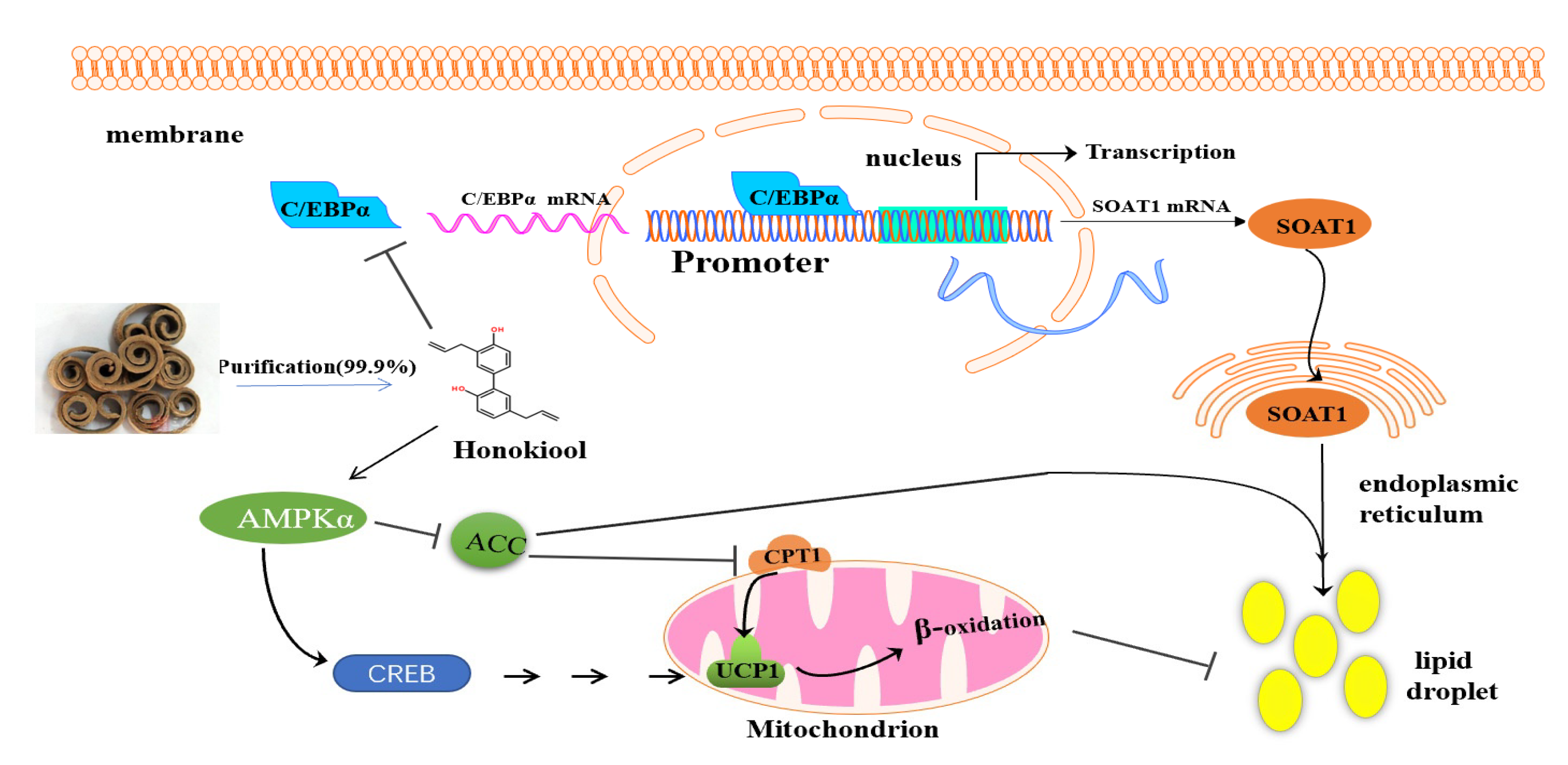 Animals 11 01493 g006