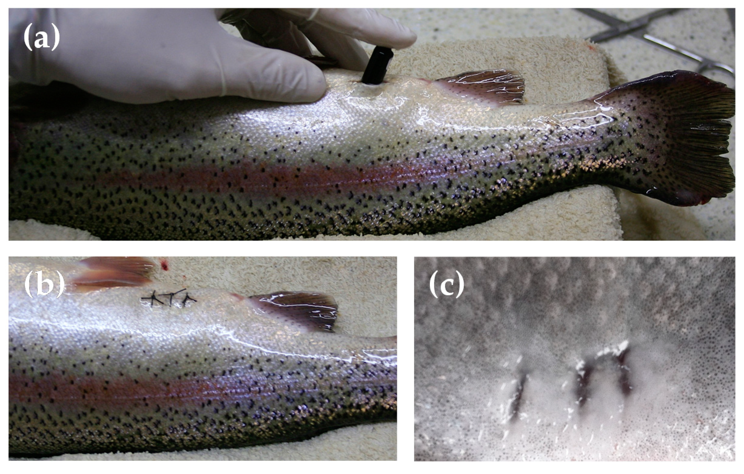 Animals 11 01496 g001