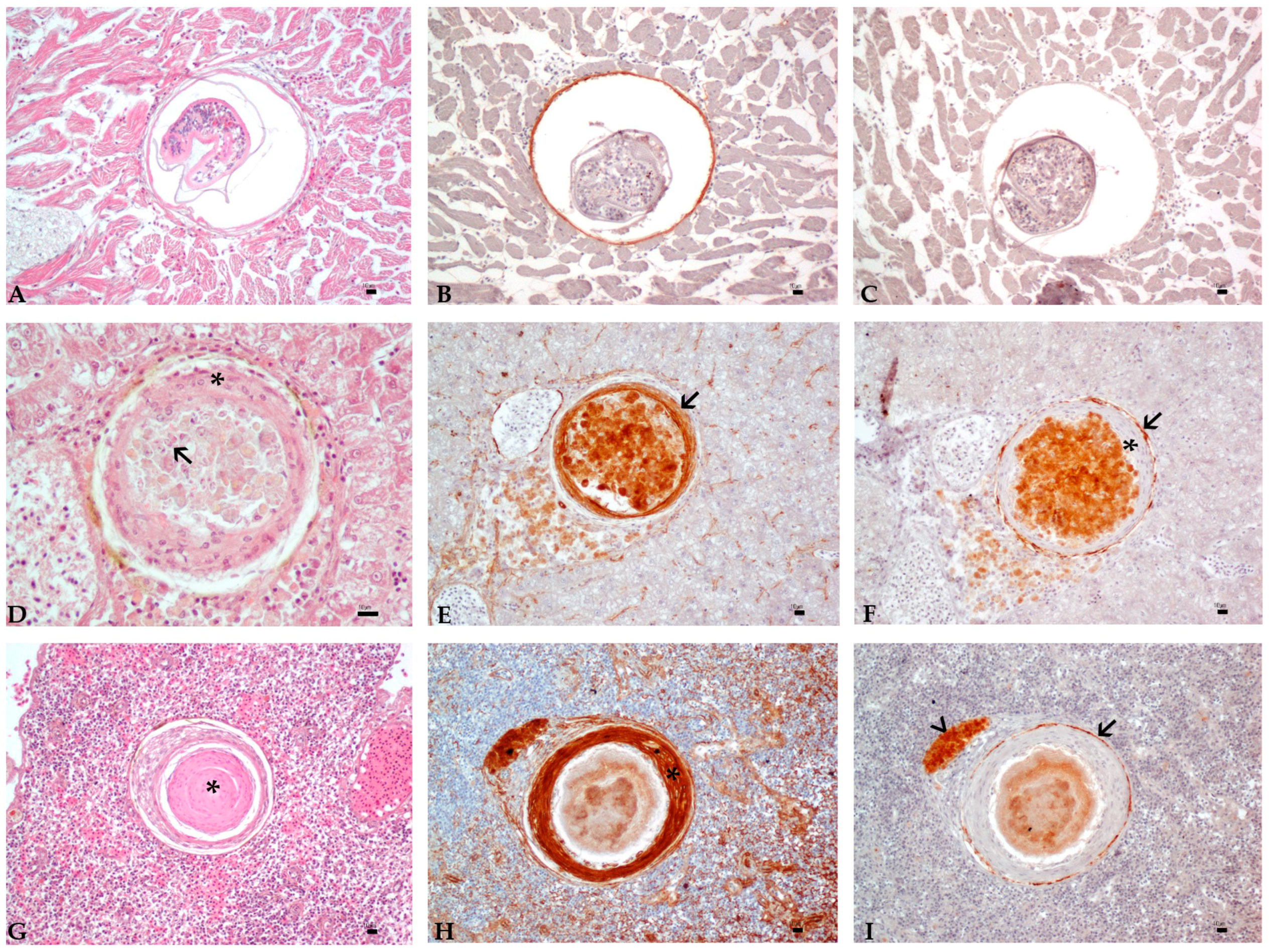 Animals 11 01501 g002