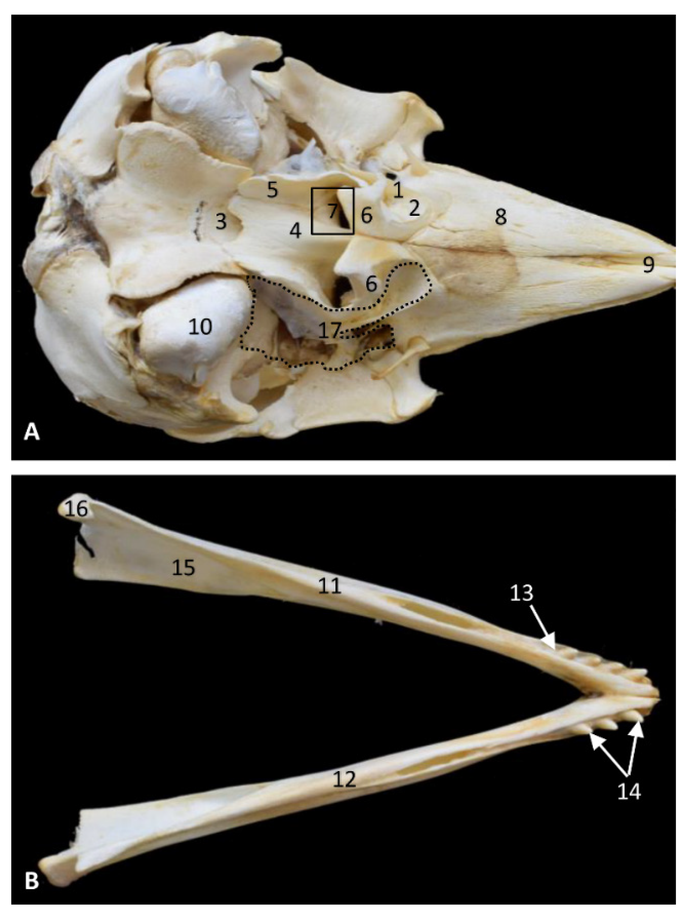 Animals 11 01507 g002 Animals 11 01507 g002