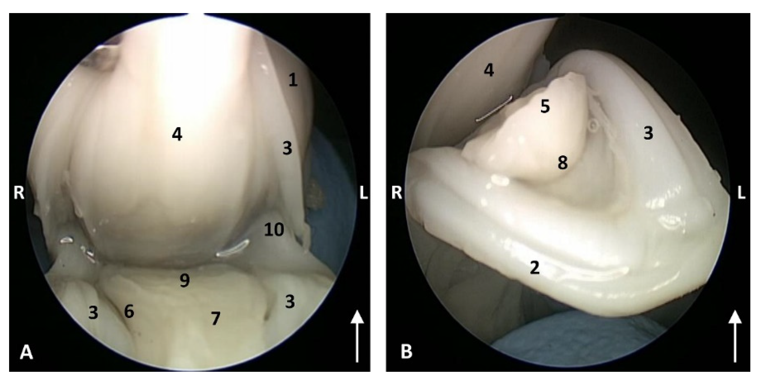 Animals 11 01507 g003 Animals 11 01507 g003