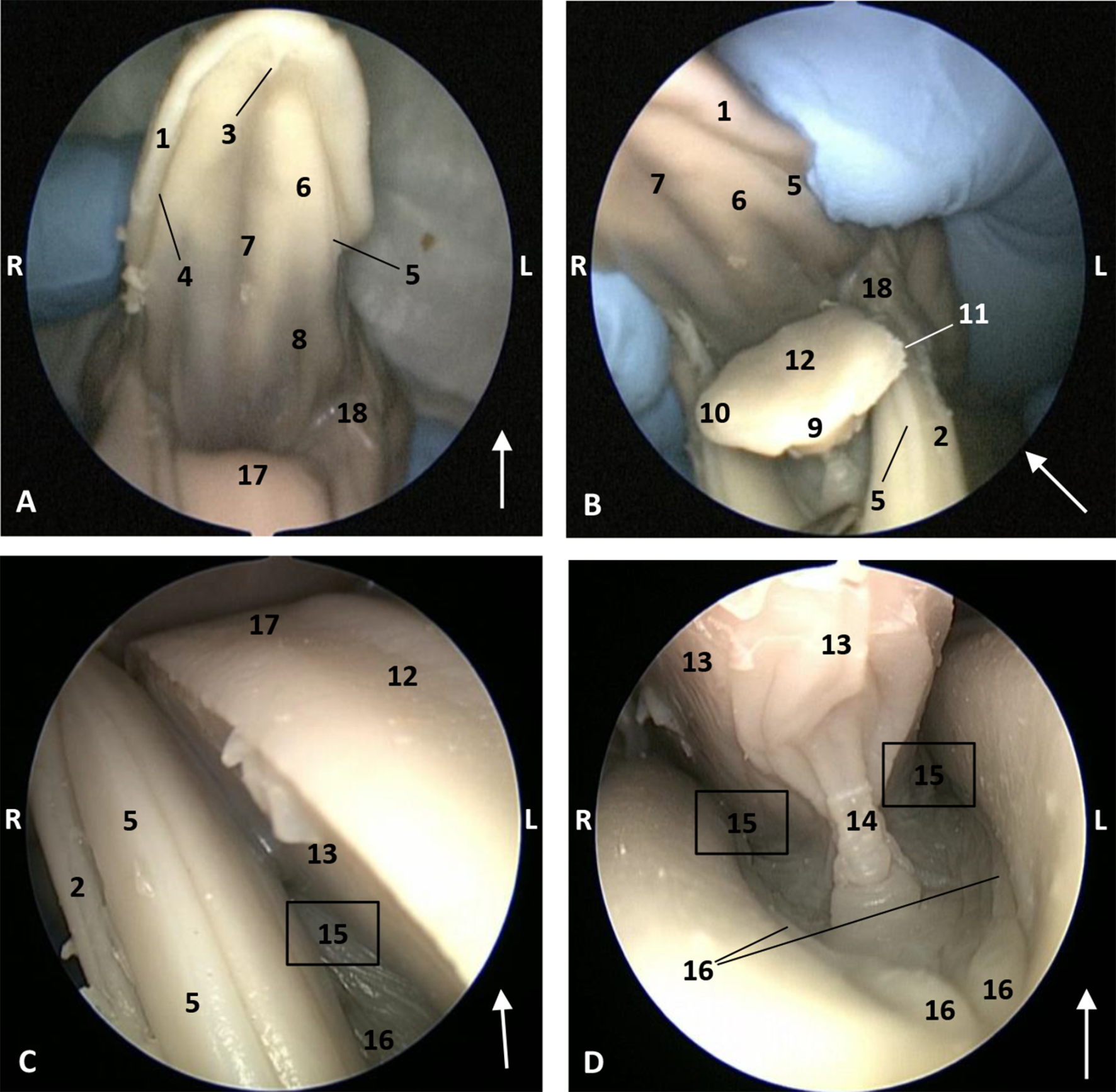 Animals 11 01507 g004 Animals 11 01507 g004