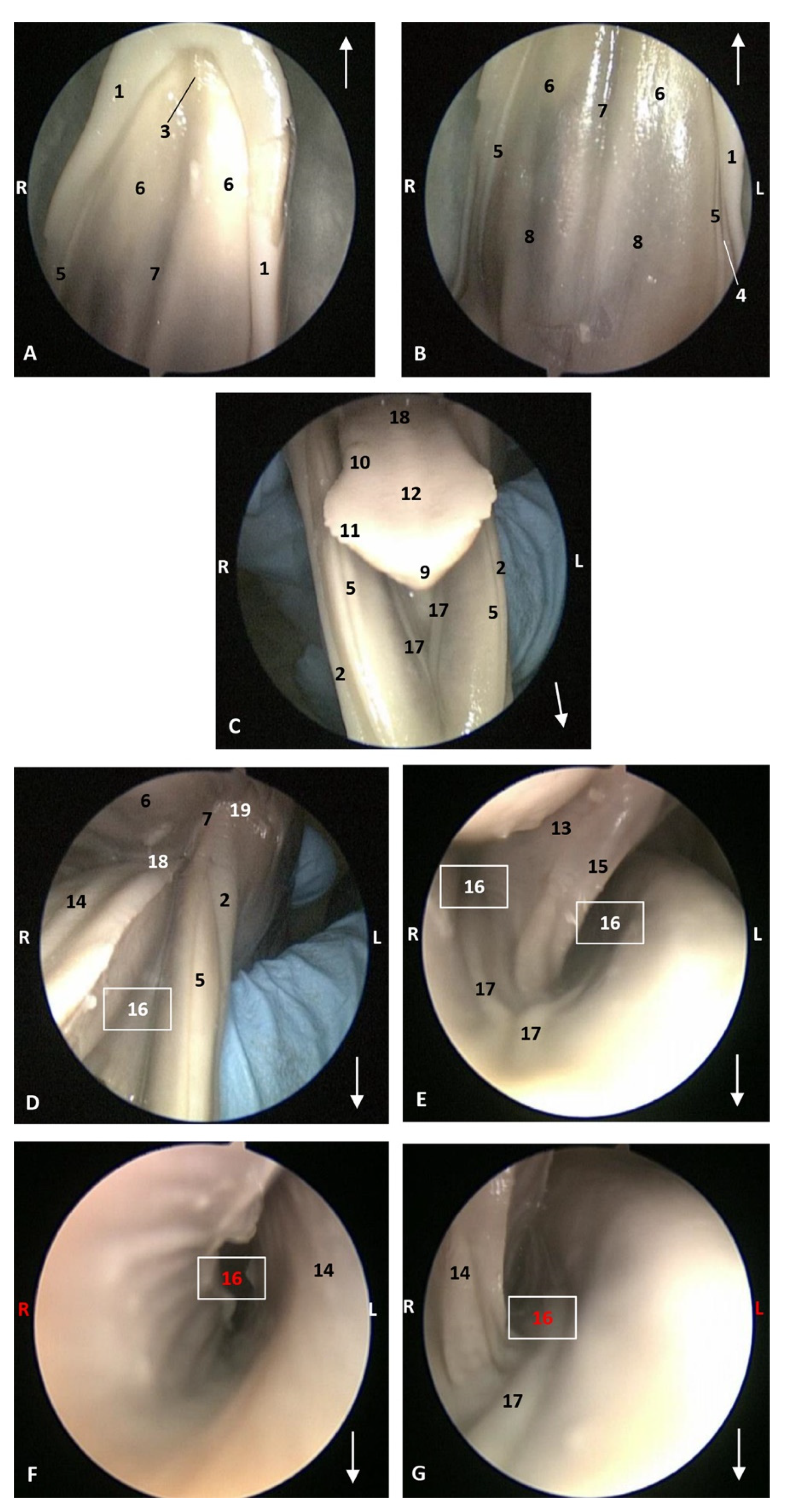 Animals 11 01507 g005 Animals 11 01507 g005