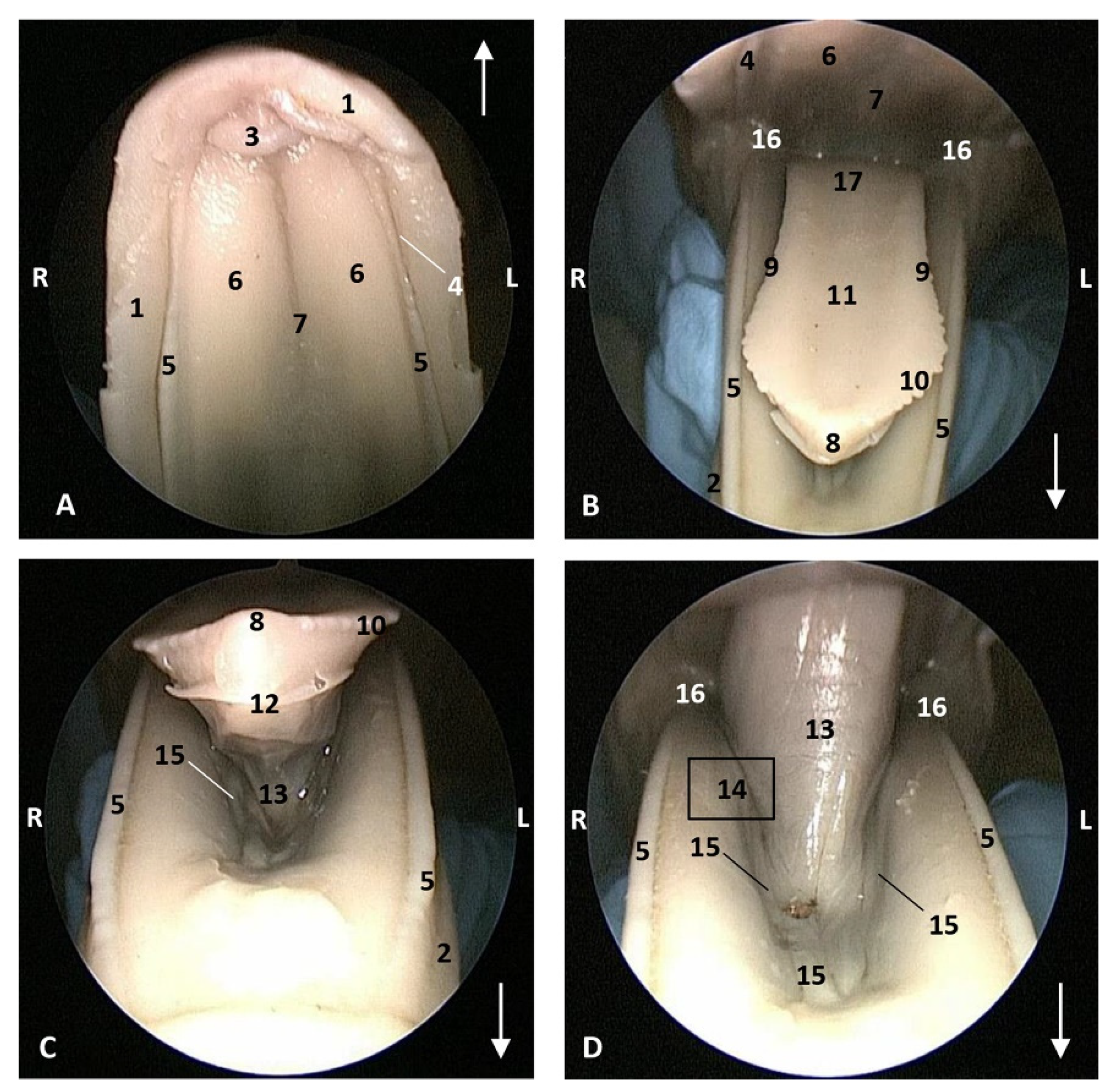 Animals 11 01507 g006 Animals 11 01507 g006