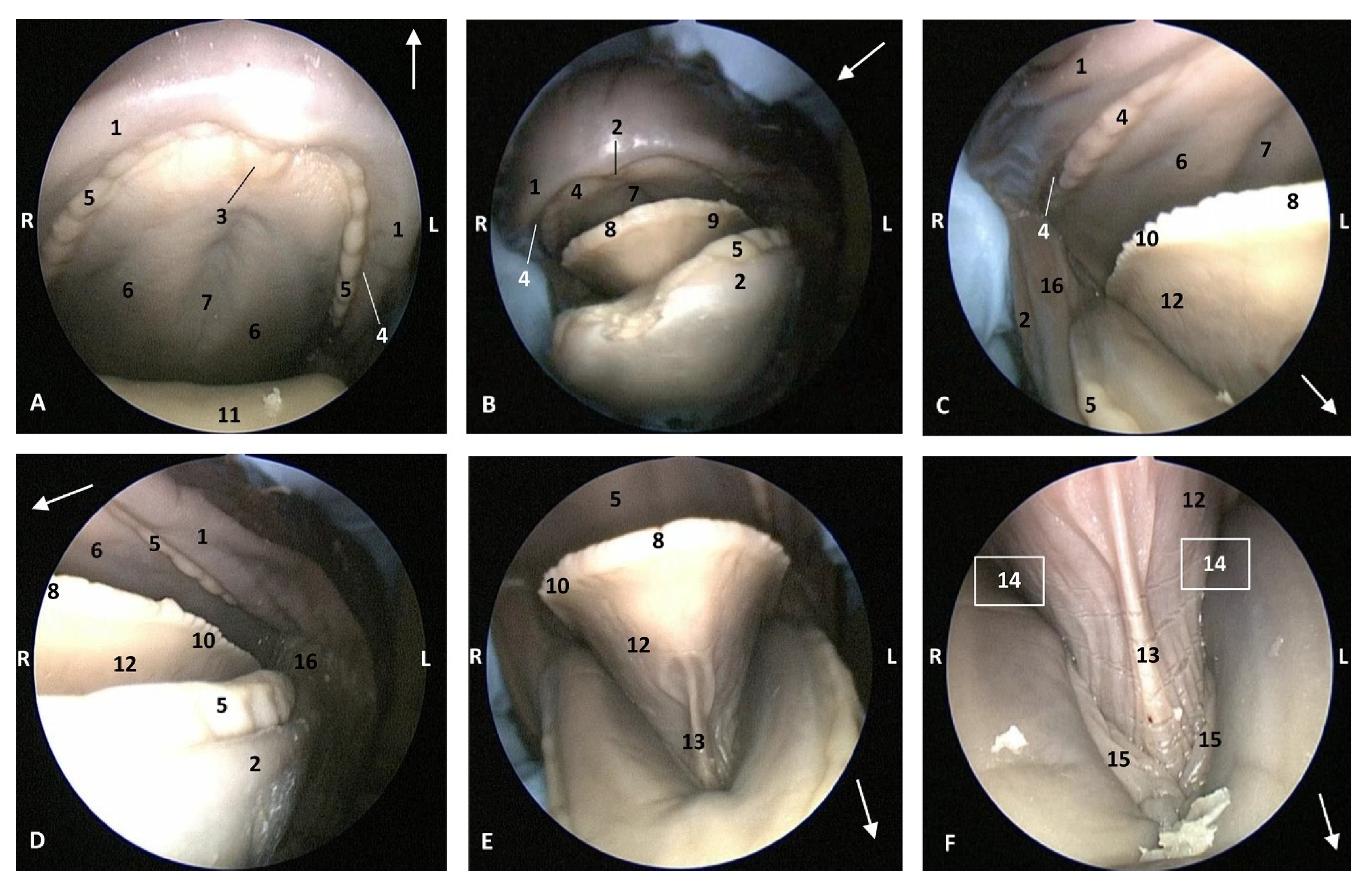 Animals 11 01507 g007 Animals 11 01507 g007