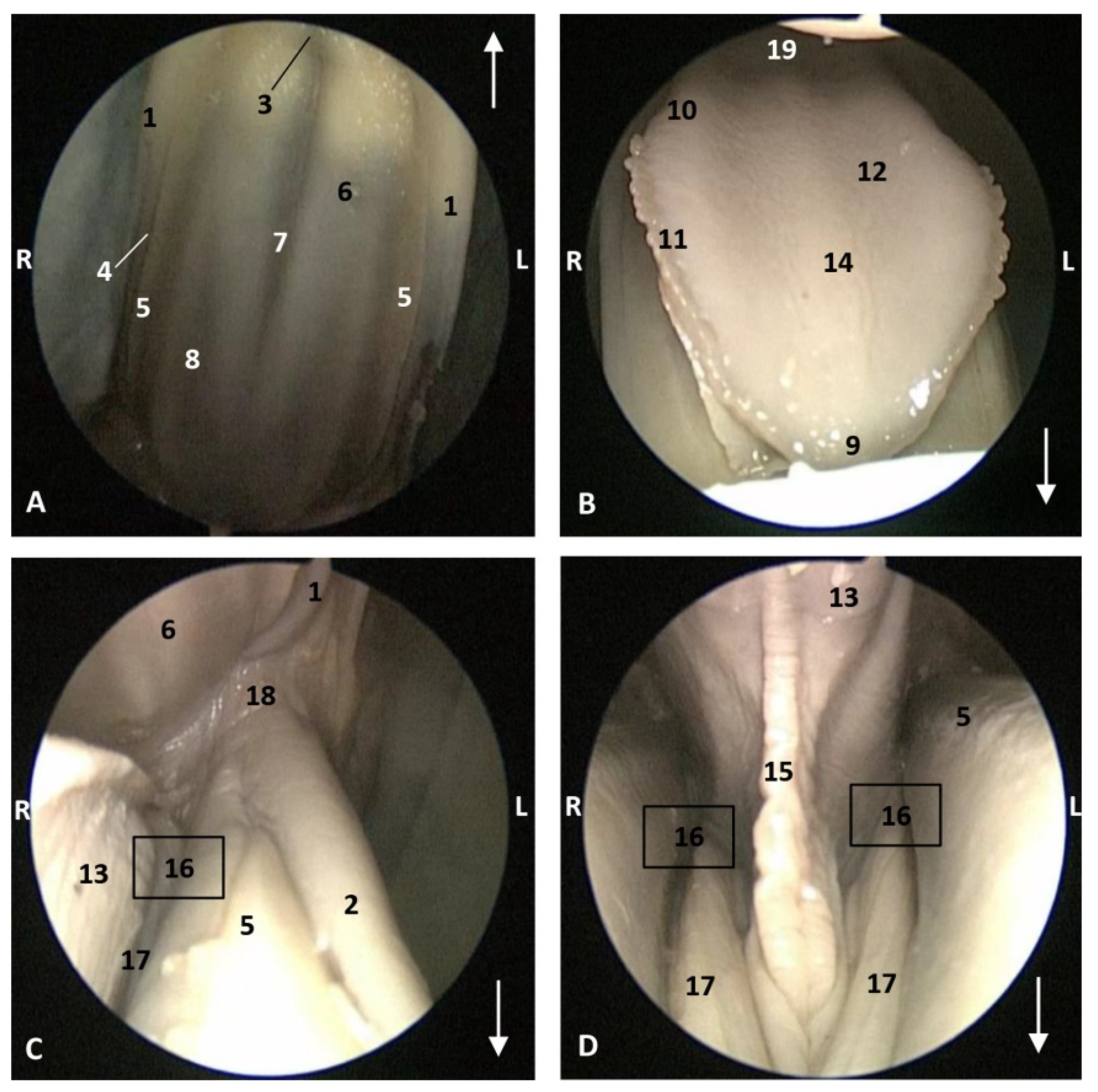 Animals 11 01507 g008 Animals 11 01507 g008