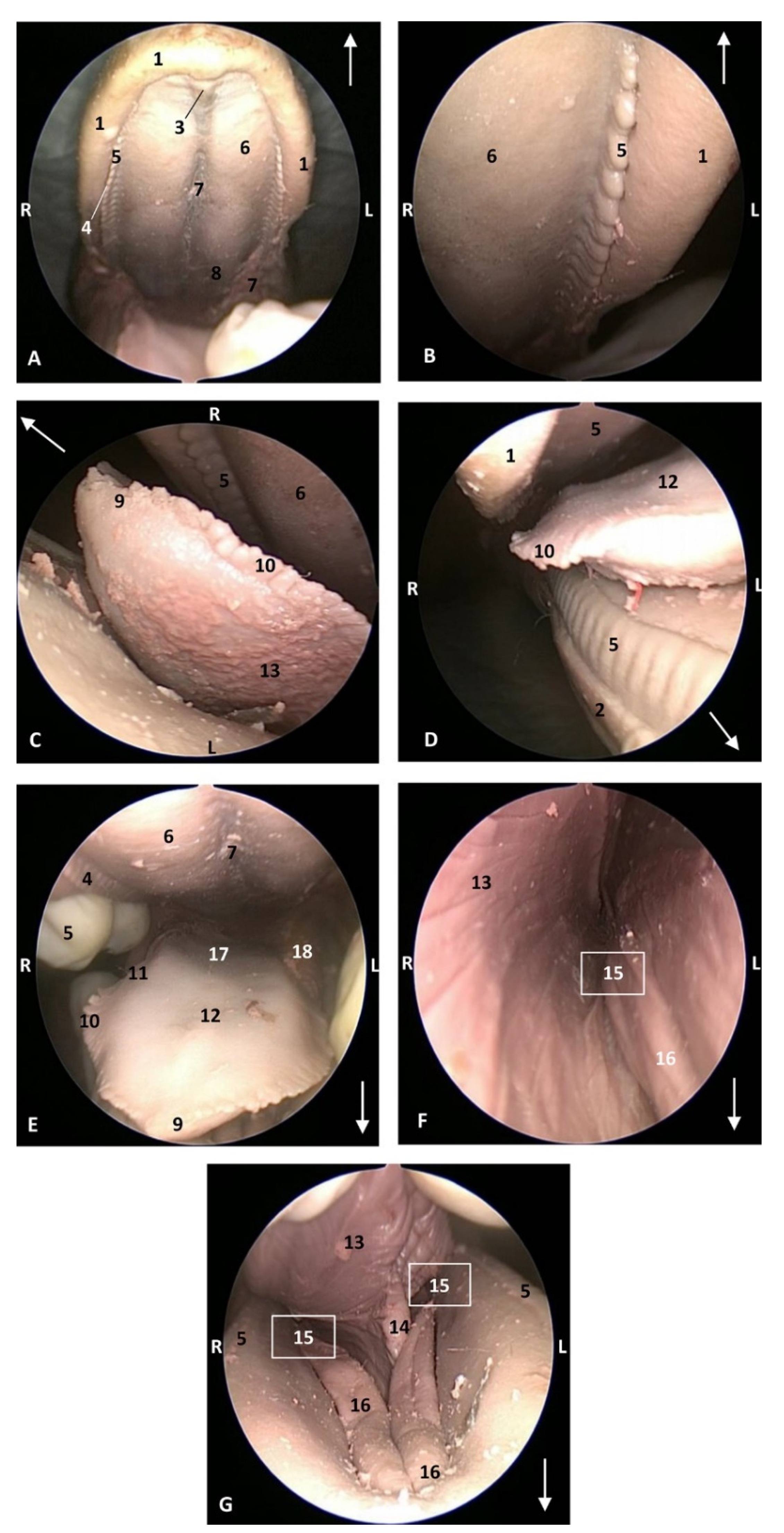 Animals 11 01507 g009 Animals 11 01507 g009