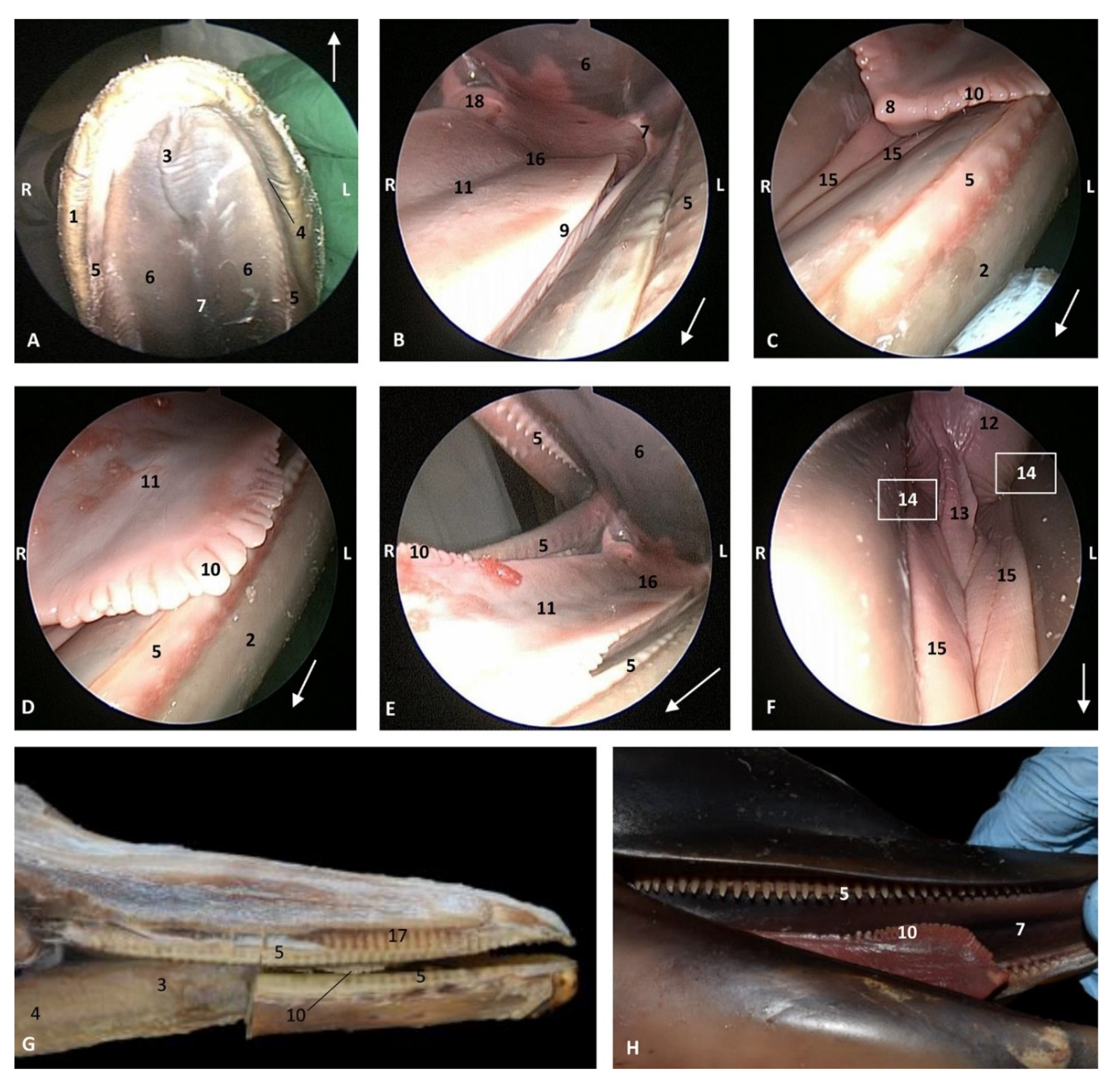 Animals 11 01507 g010 Animals 11 01507 g010