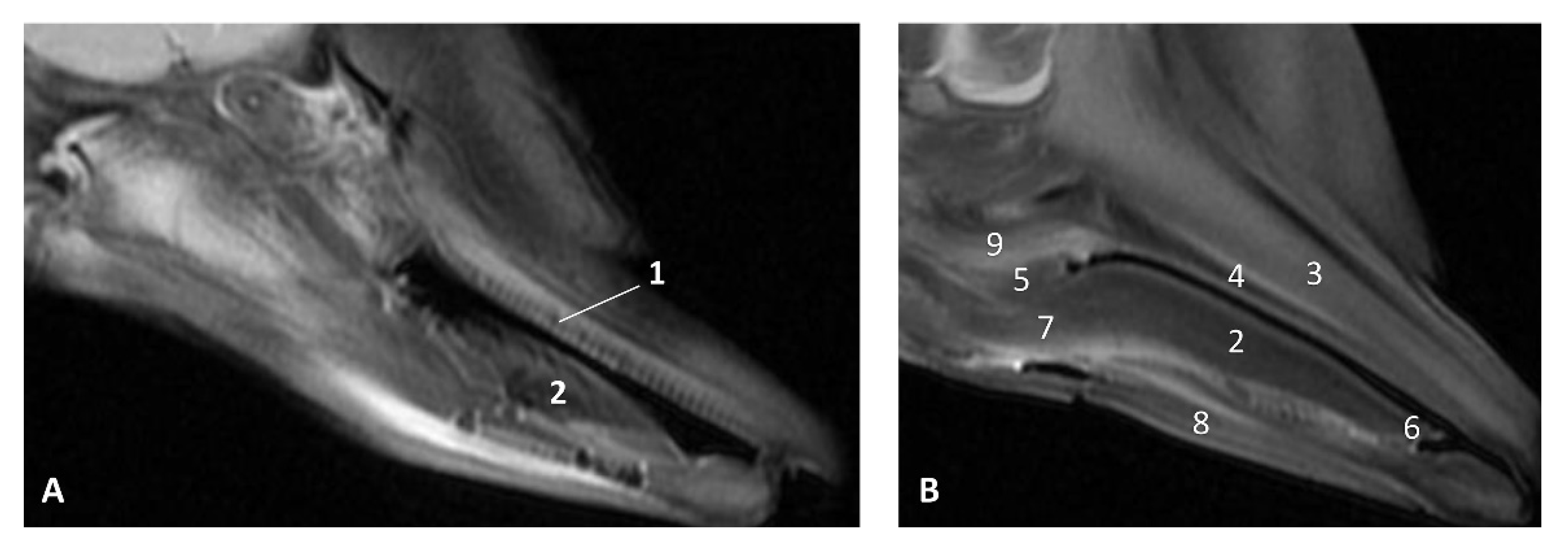 Animals 11 01507 g011 Animals 11 01507 g011