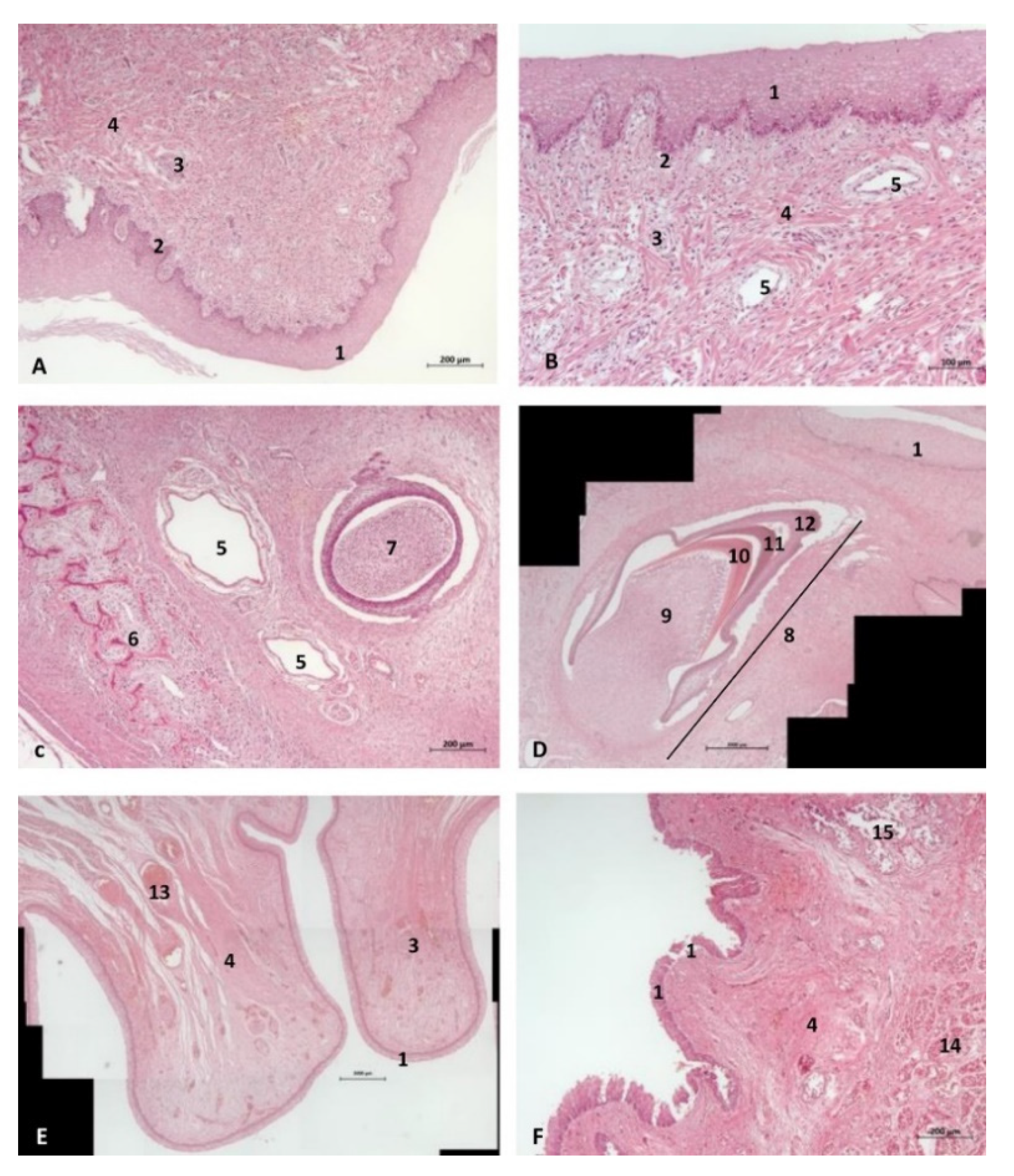 Animals 11 01507 g012 Animals 11 01507 g012