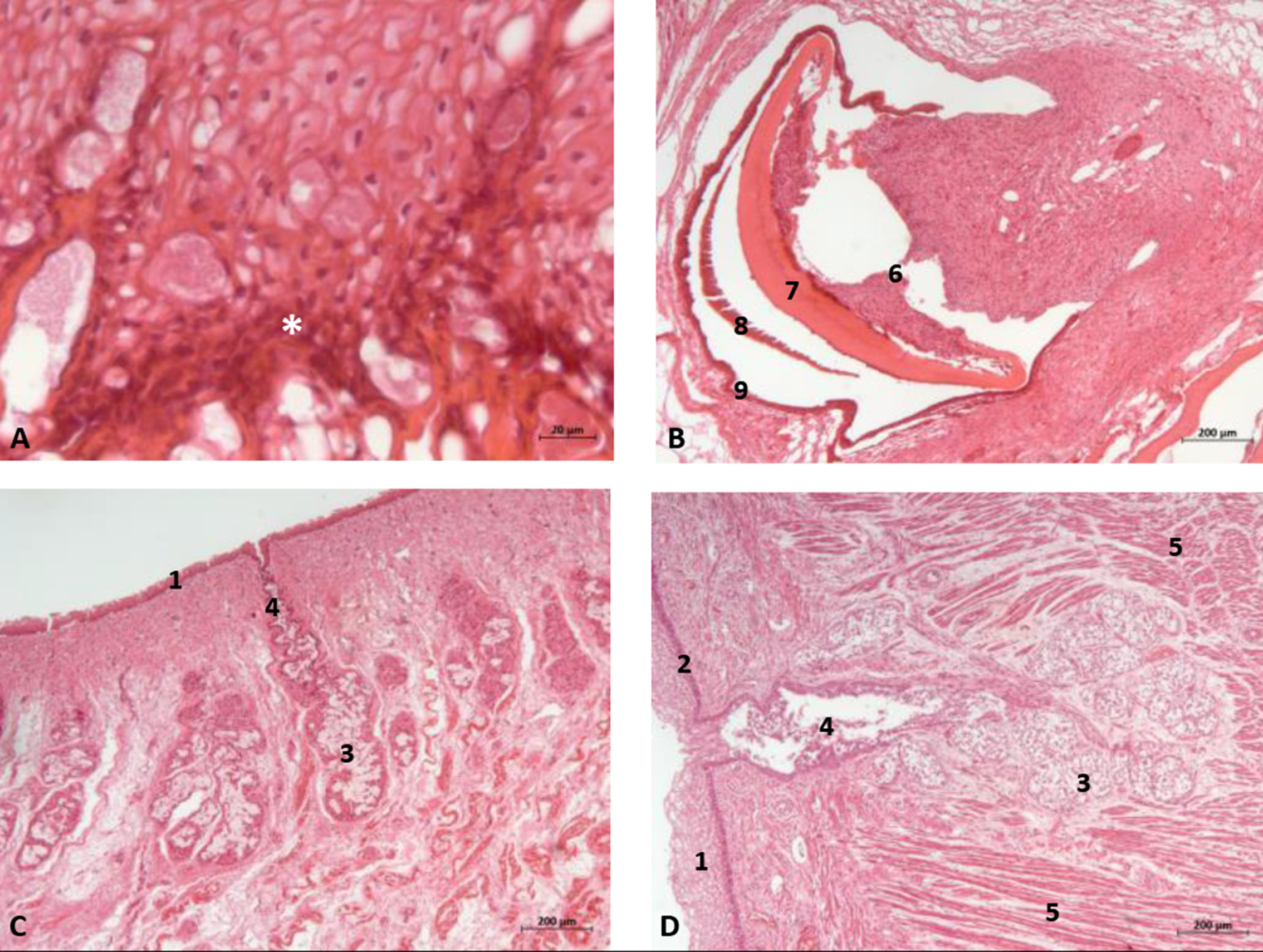 Animals 11 01507 g013 Animals 11 01507 g013