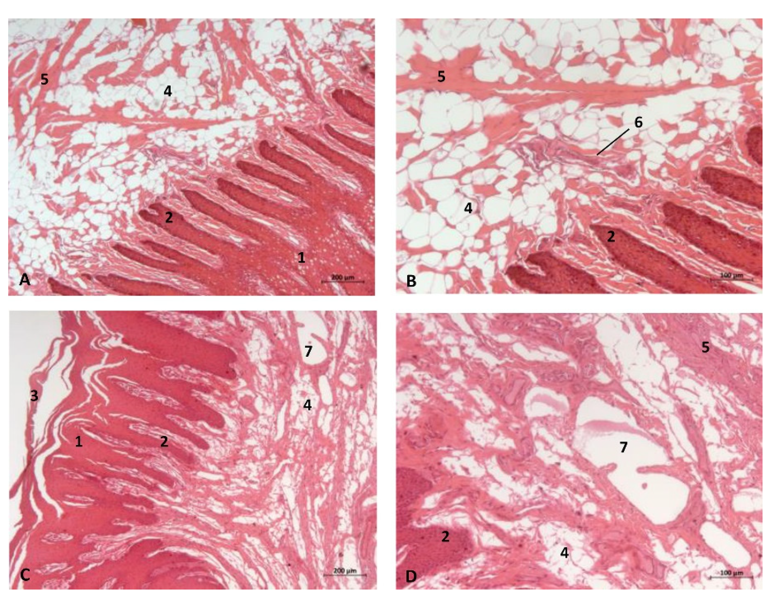 Animals 11 01507 g014 Animals 11 01507 g014