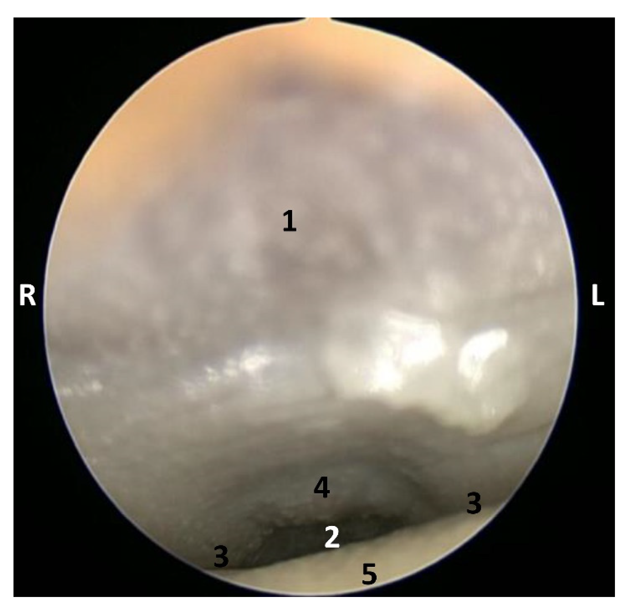 Animals 11 01507 g016 Animals 11 01507 g016