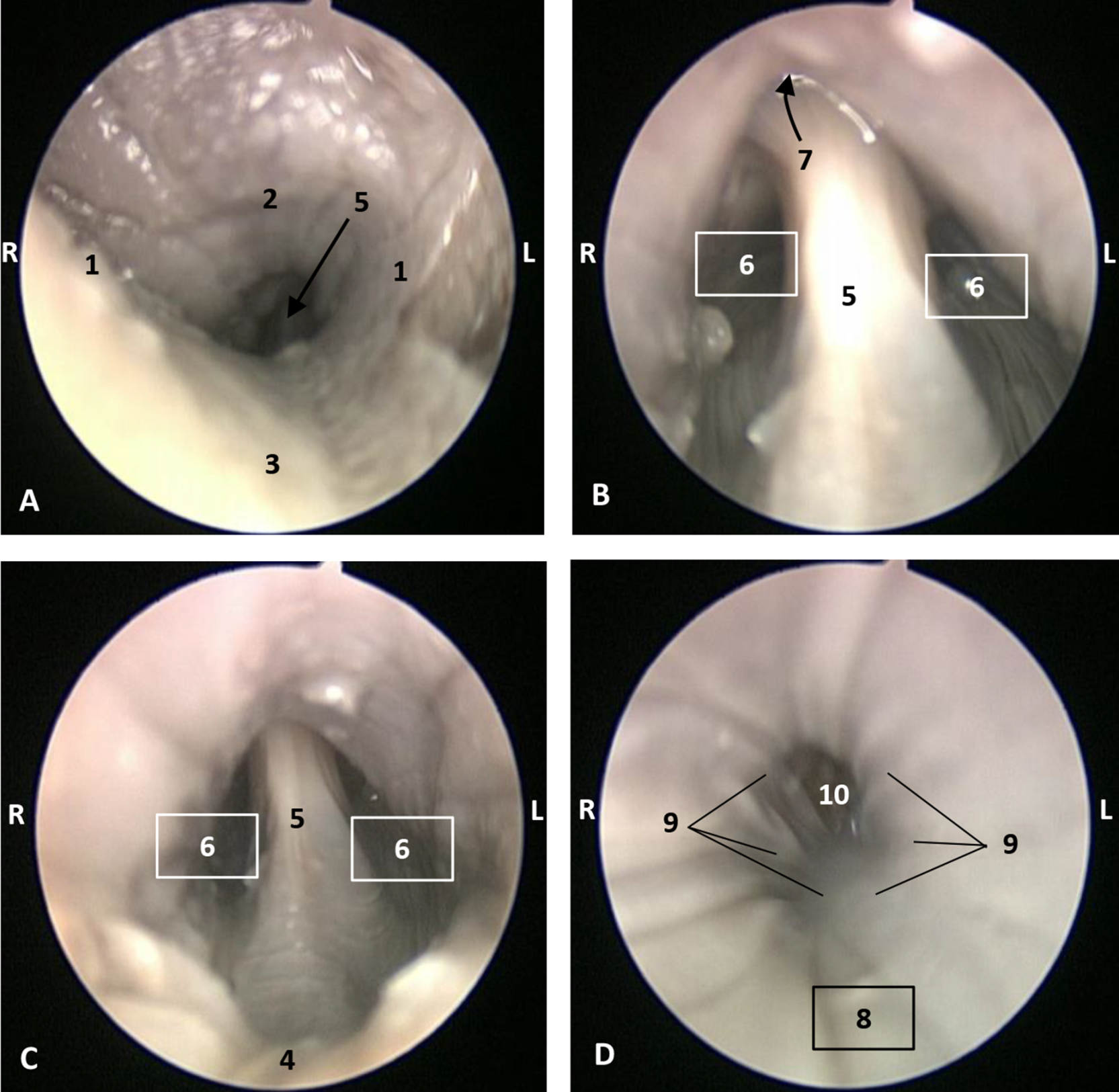 Animals 11 01507 g017 Animals 11 01507 g017