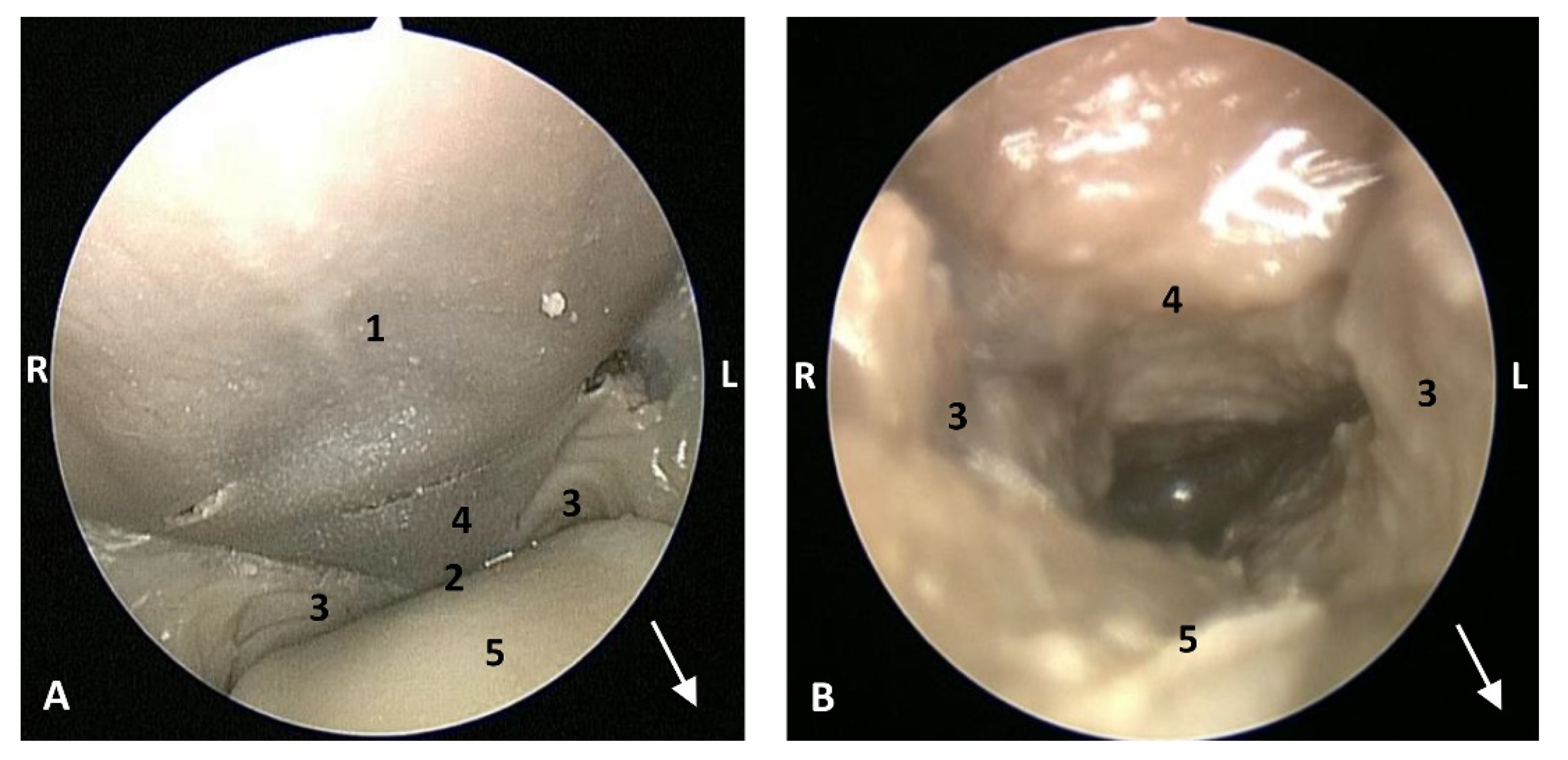 Animals 11 01507 g018 Animals 11 01507 g018