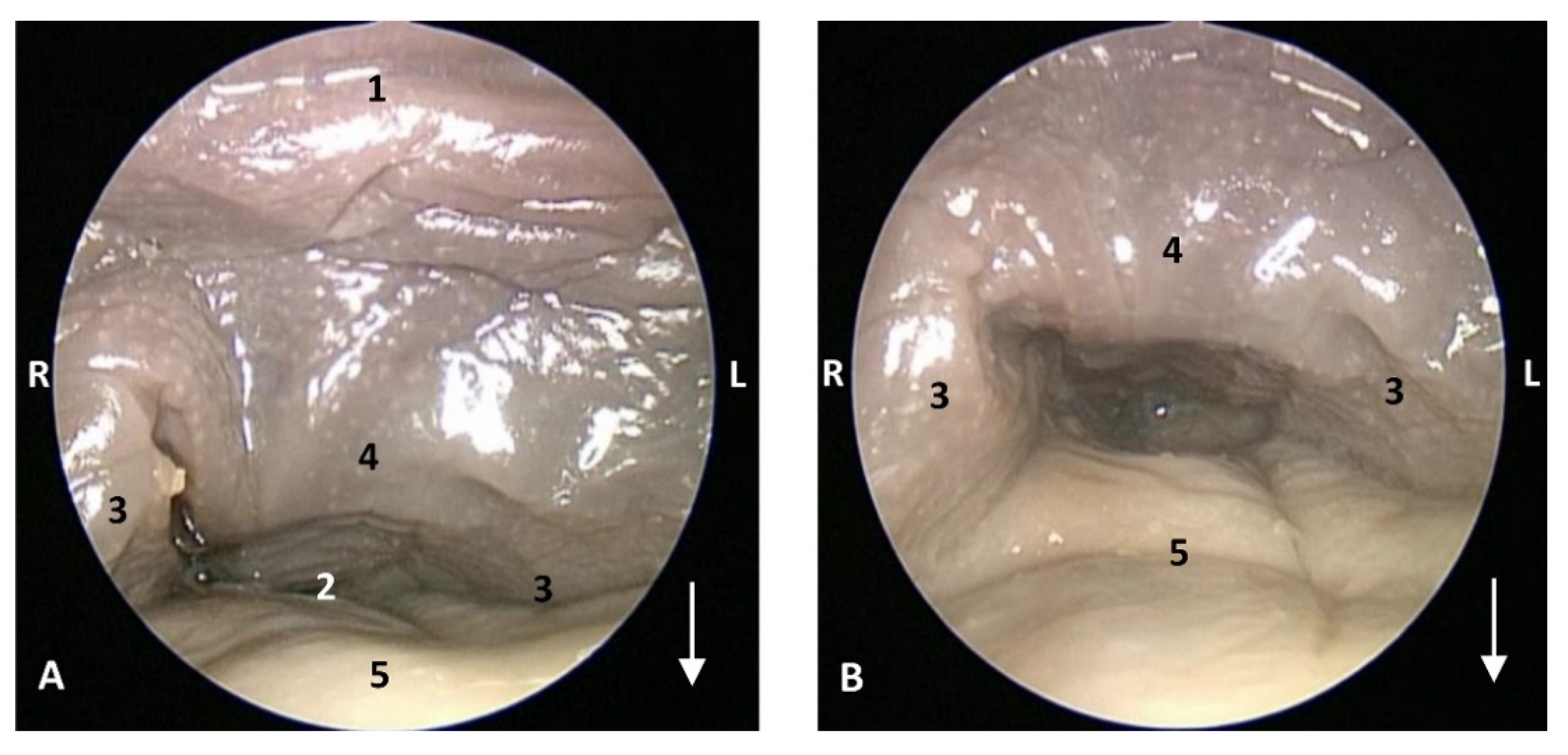 Animals 11 01507 g019 Animals 11 01507 g019