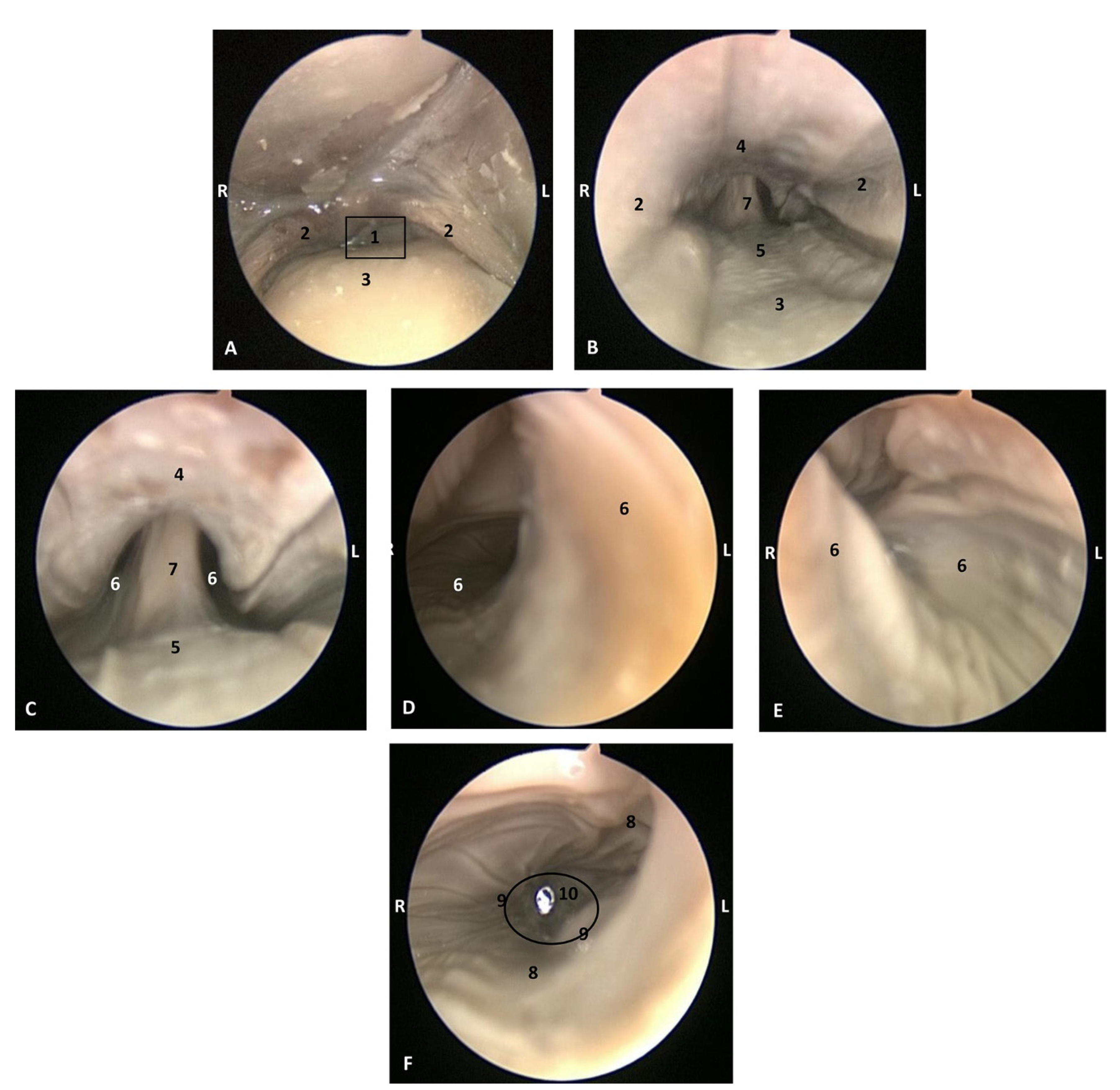 Animals 11 01507 g020 Animals 11 01507 g020