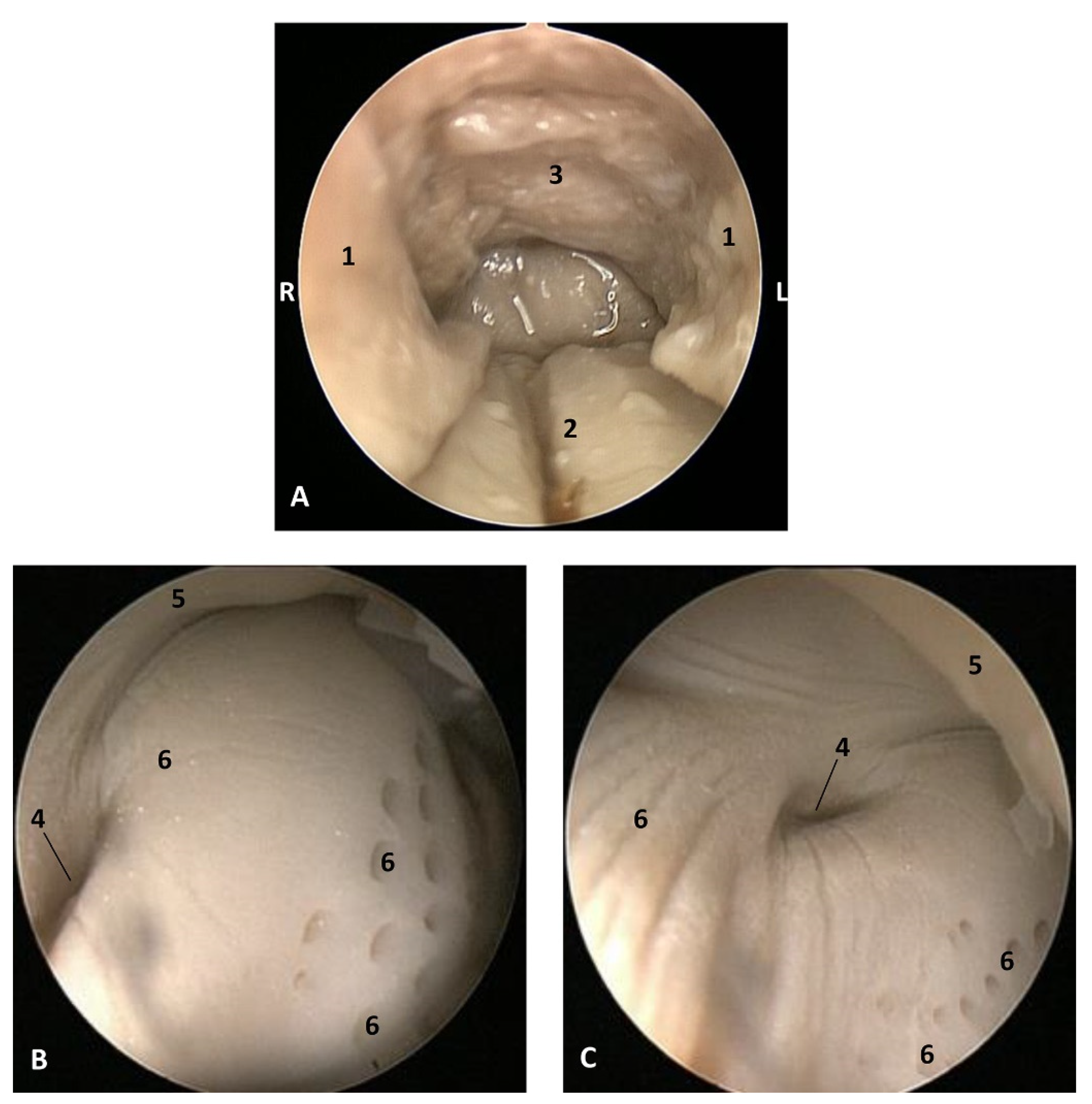 Animals 11 01507 g022 Animals 11 01507 g022