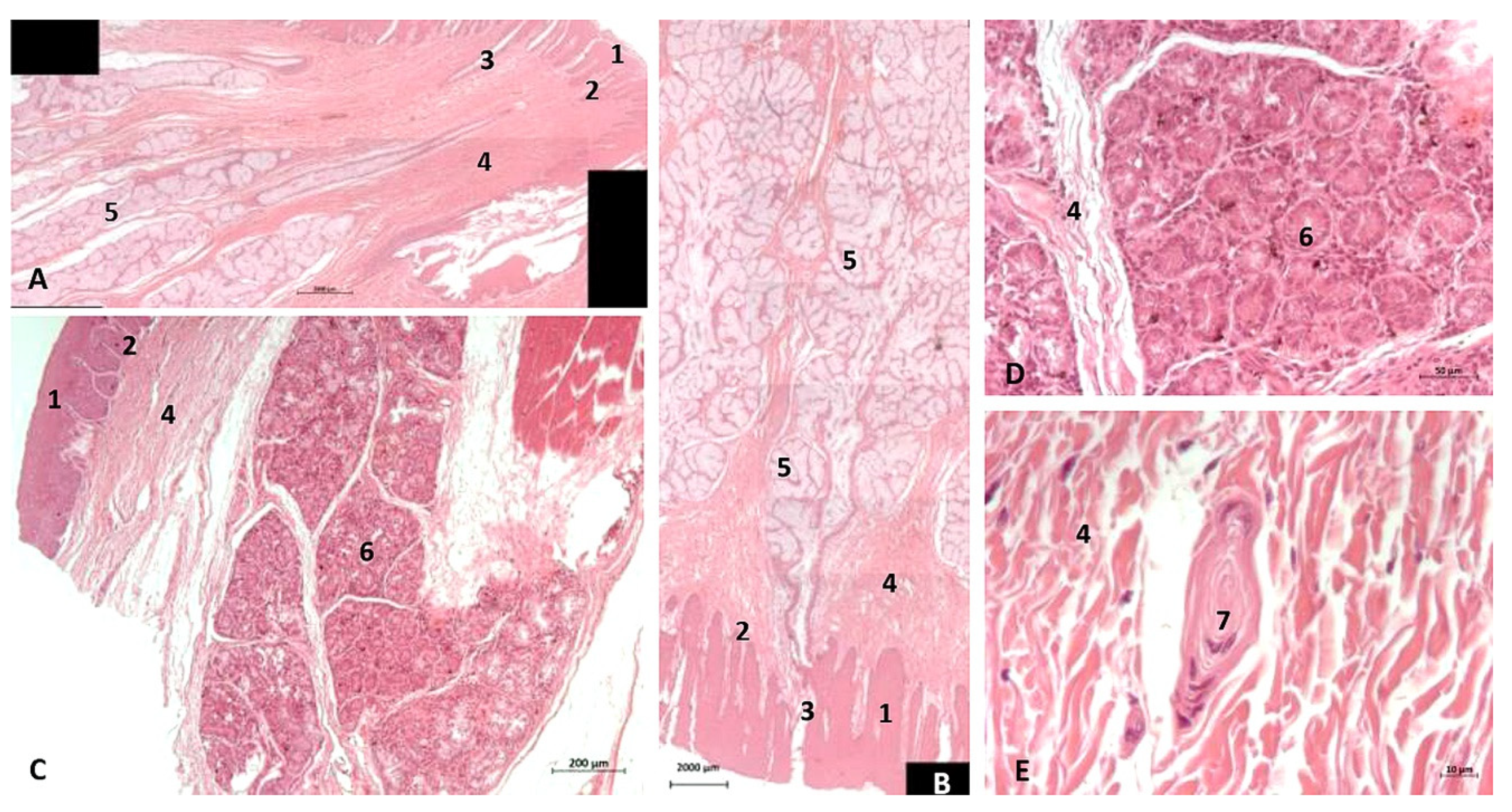 Animals 11 01507 g024 Animals 11 01507 g024