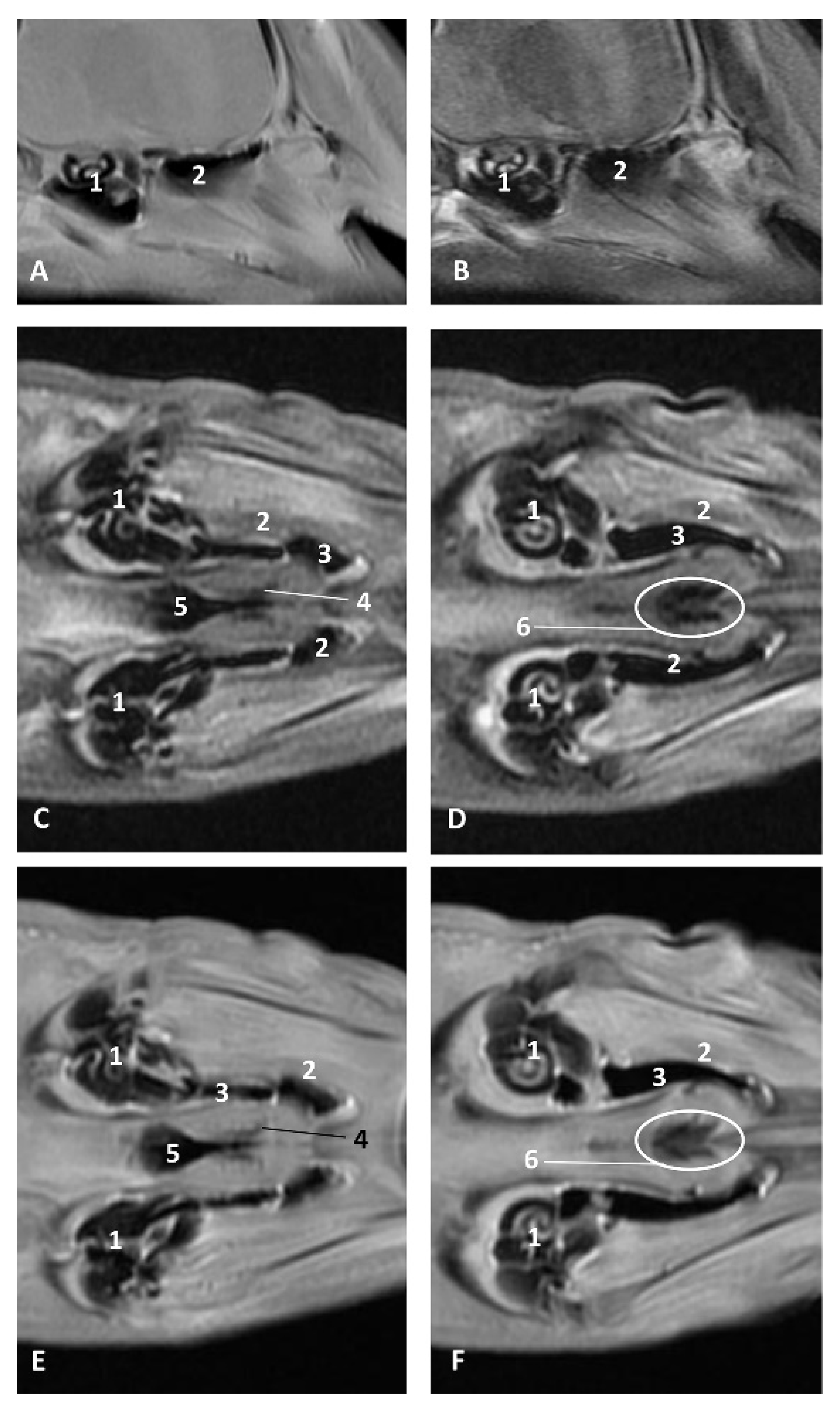 Animals 11 01507 g030 Animals 11 01507 g030