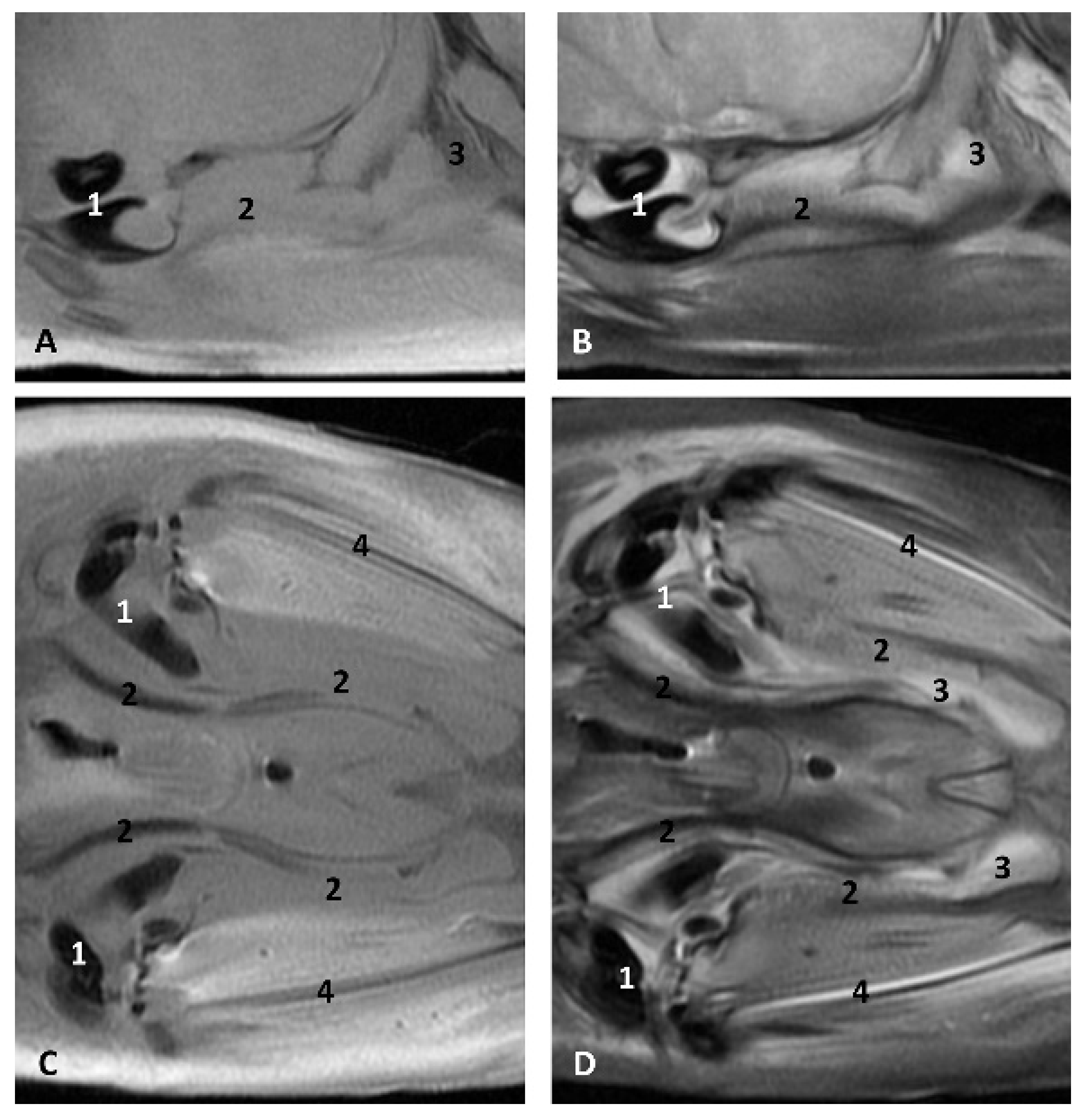 Animals 11 01507 g031 Animals 11 01507 g031