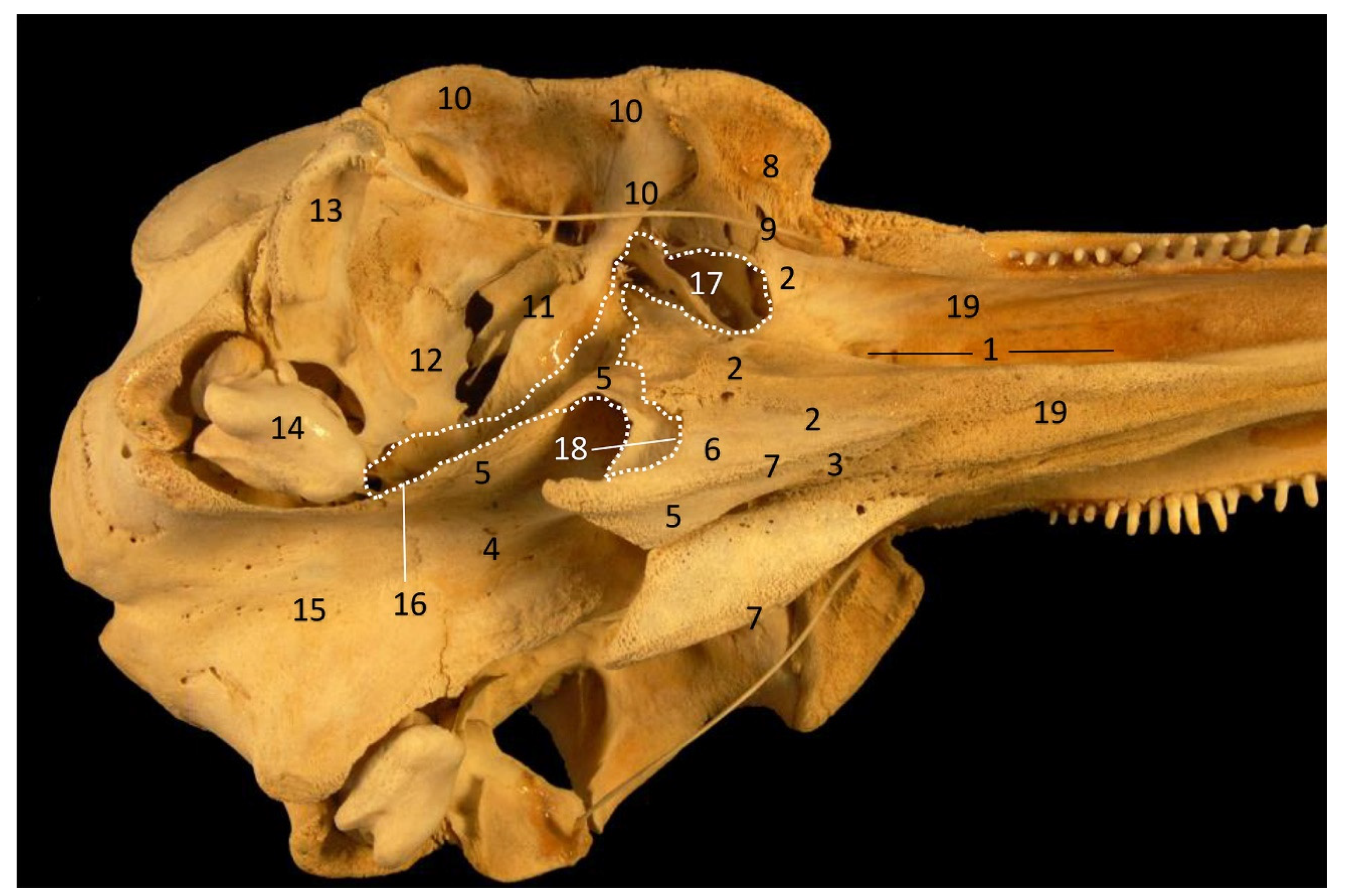 Animals 11 01507 g033 Animals 11 01507 g033