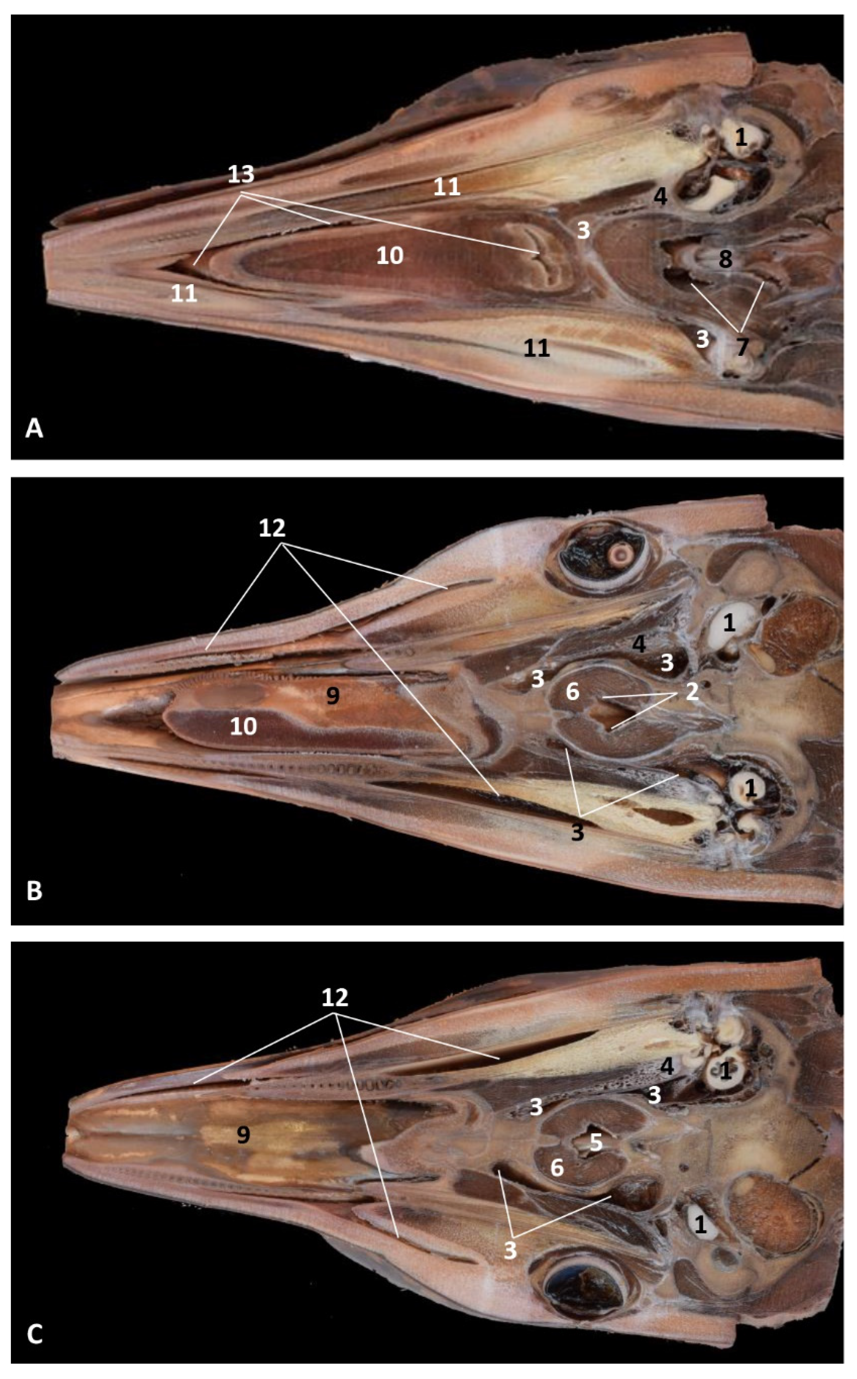 Animals 11 01507 g034 Animals 11 01507 g034