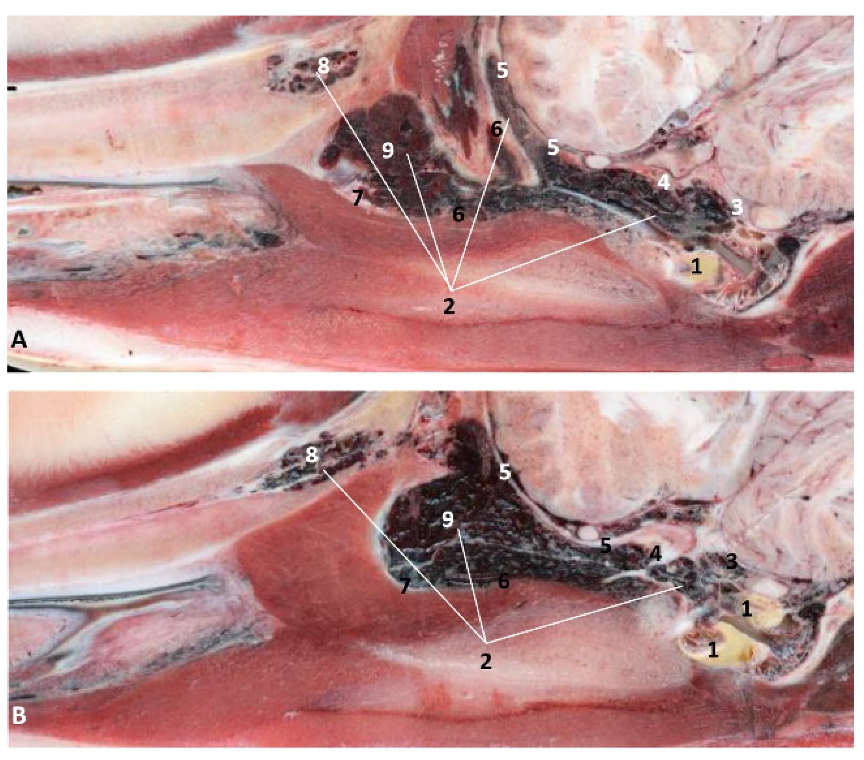 Animals 11 01507 g035 Animals 11 01507 g035