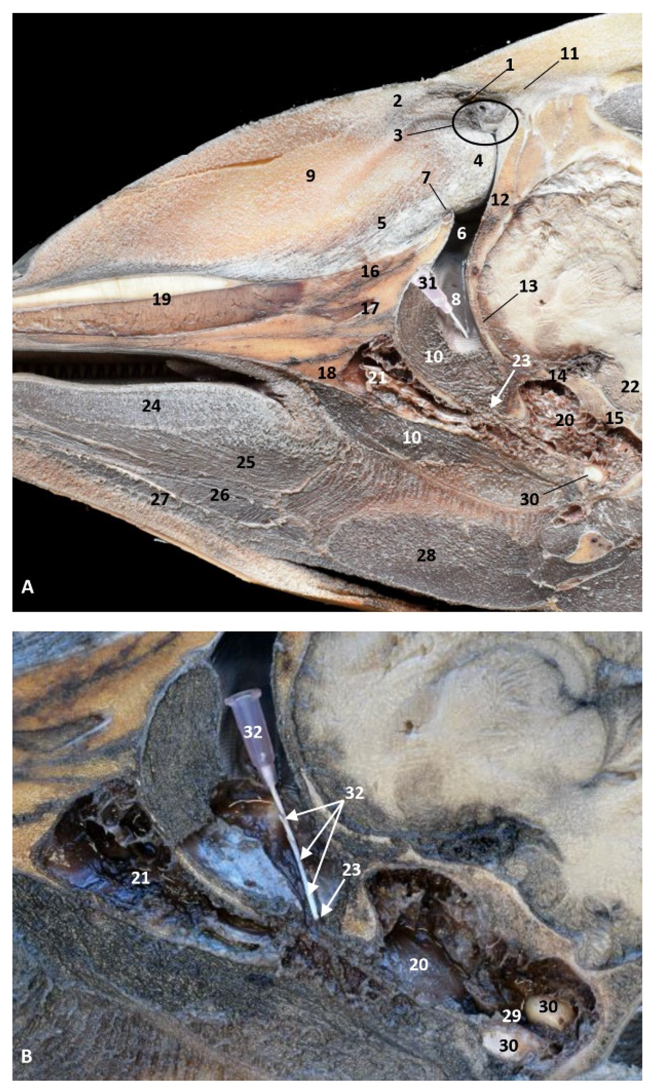 Animals 11 01507 g036 Animals 11 01507 g036