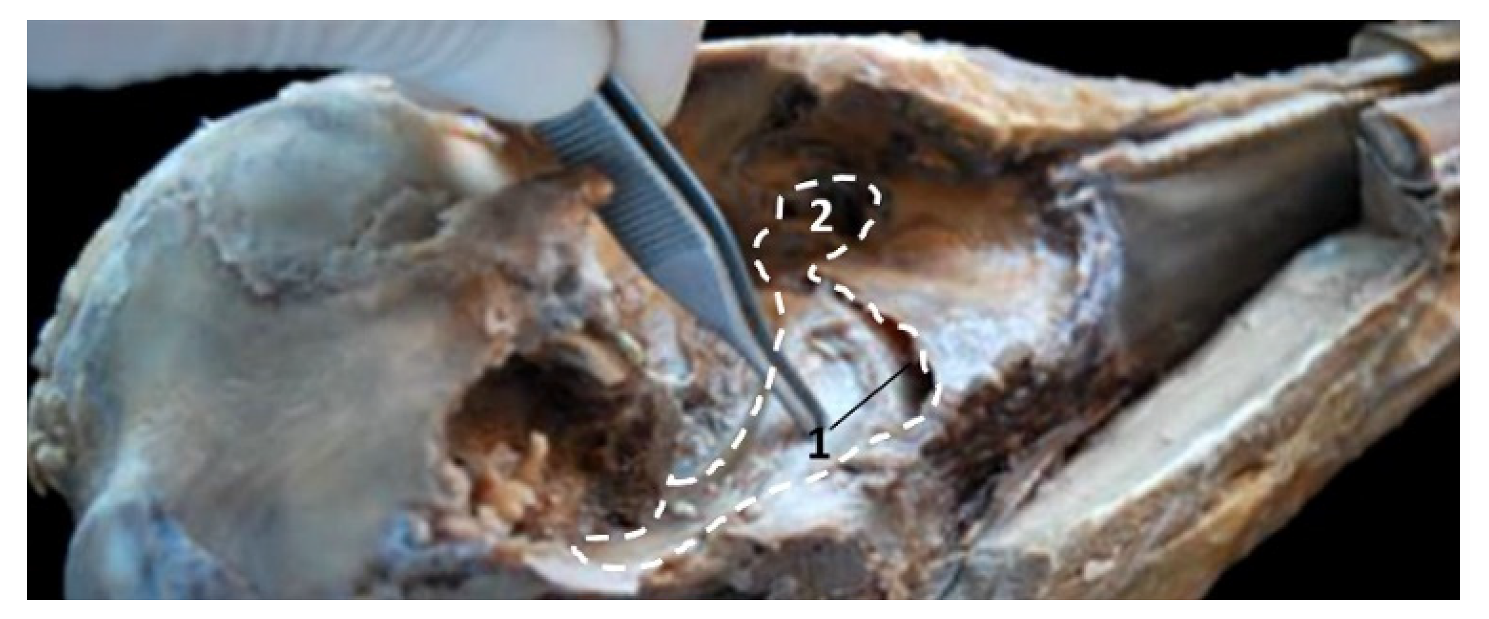 Animals 11 01507 g037 Animals 11 01507 g037