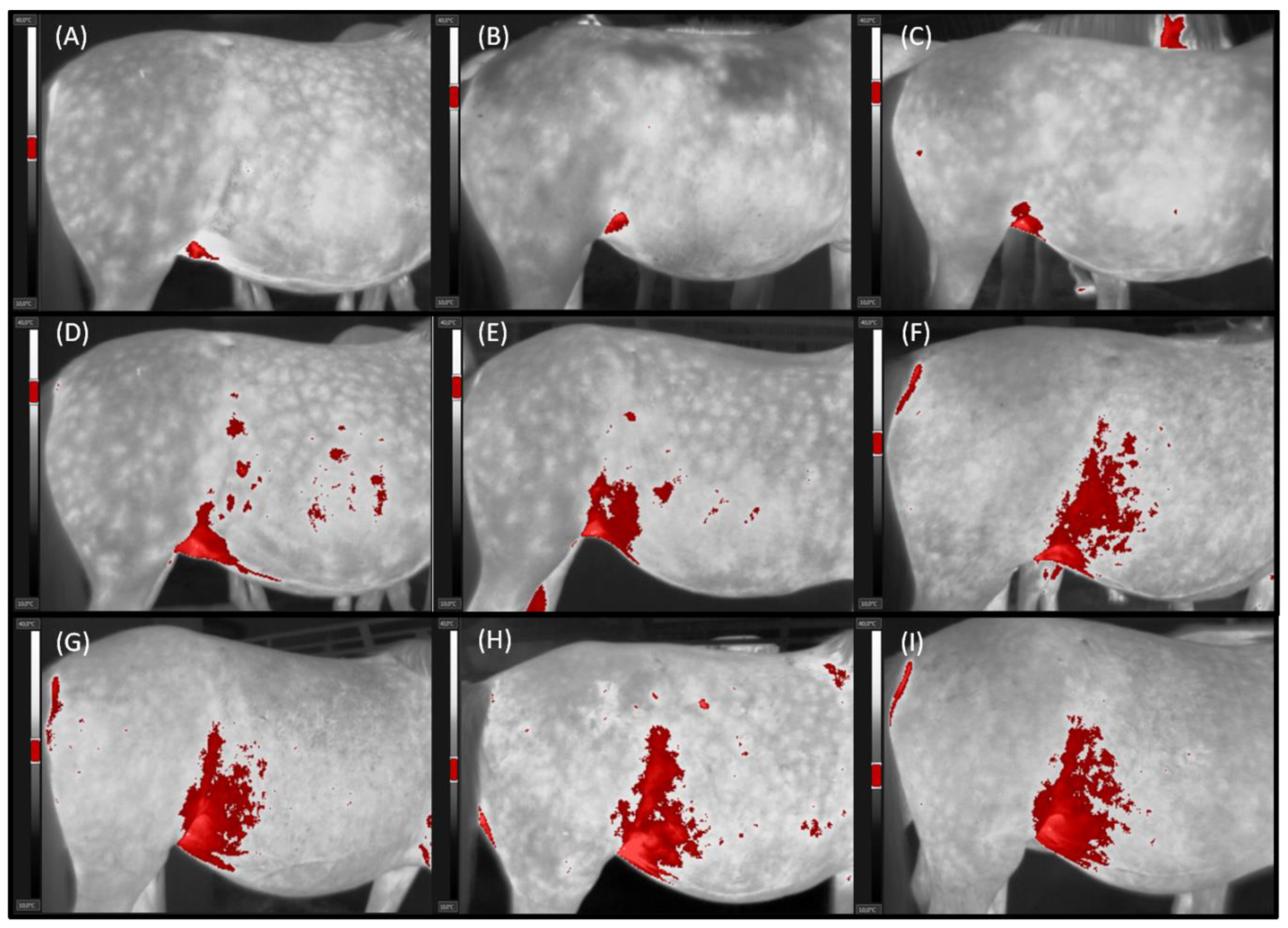 Animals 11 01517 g002