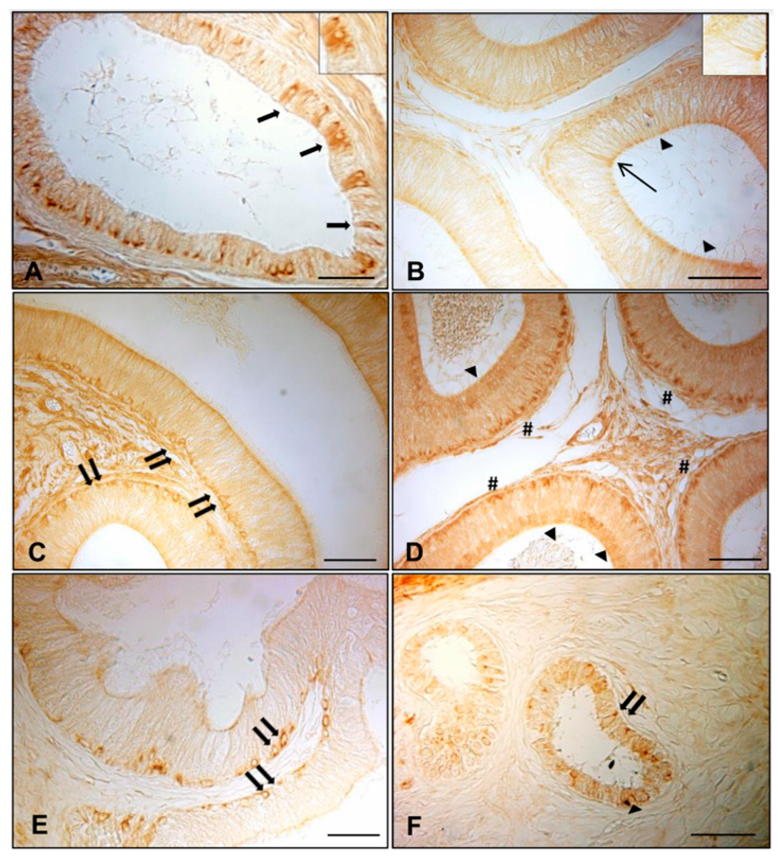 Animals 11 01539 g001