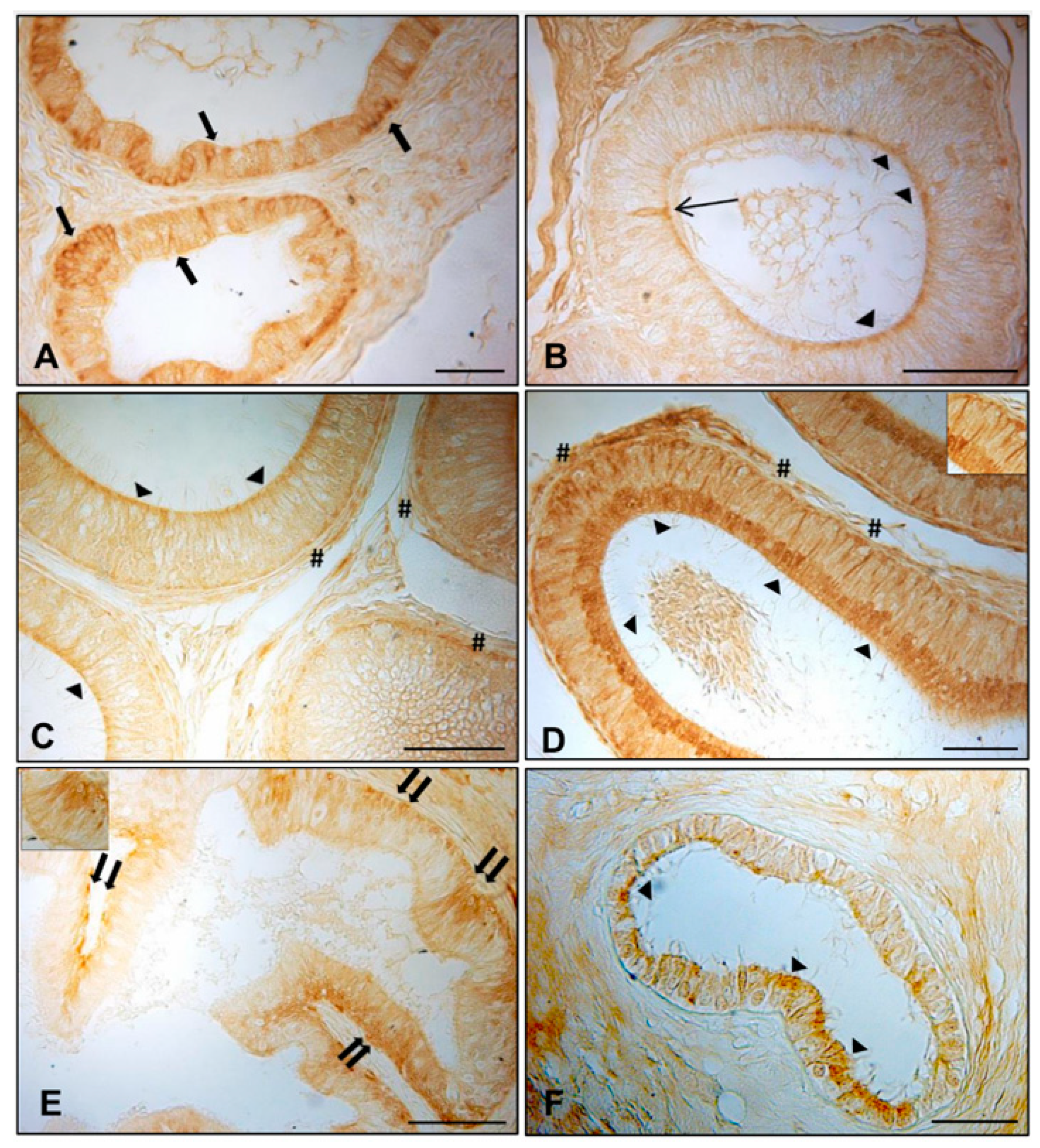 Animals 11 01539 g002