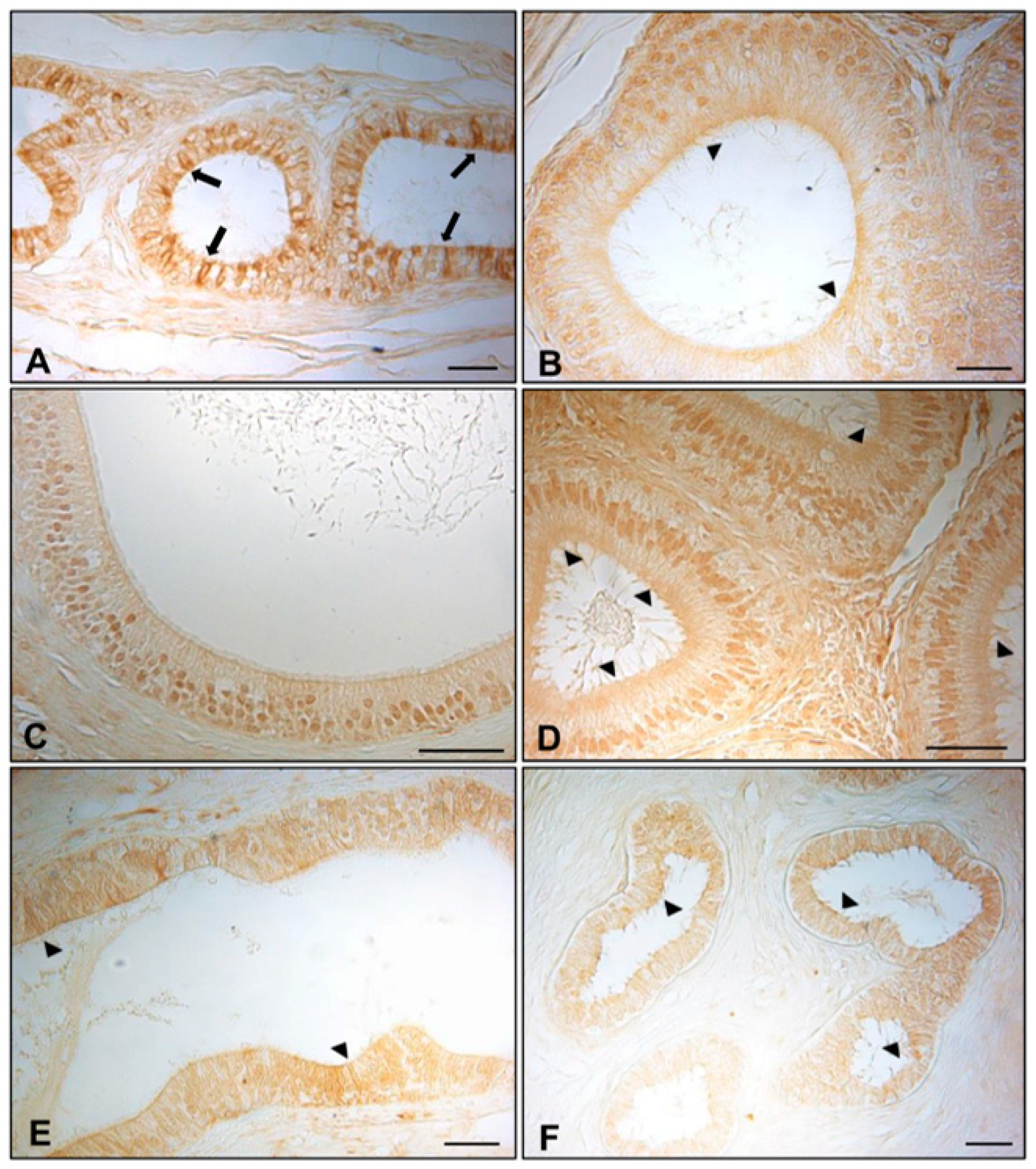 Animals 11 01539 g003