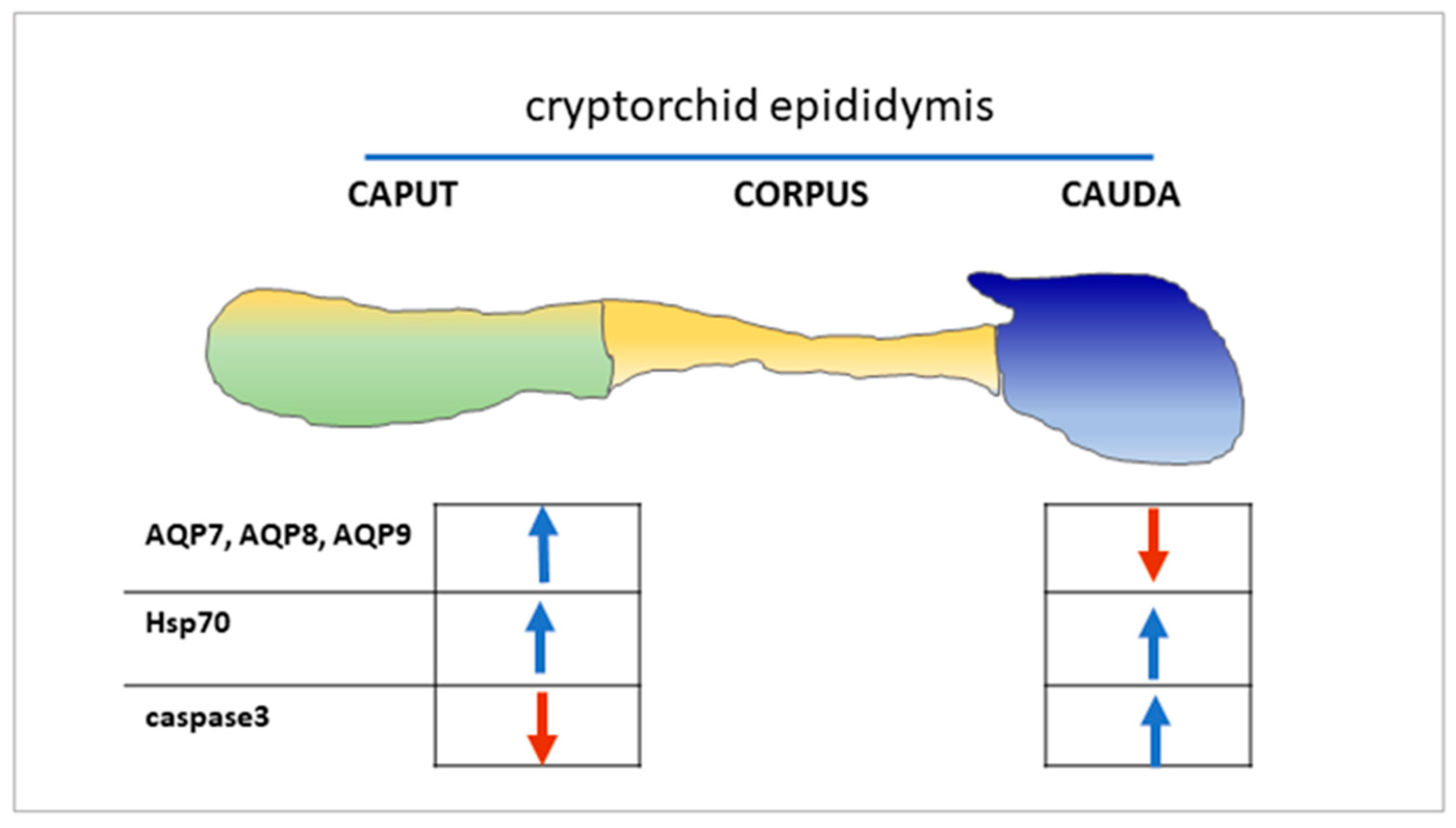 Animals 11 01539 g007