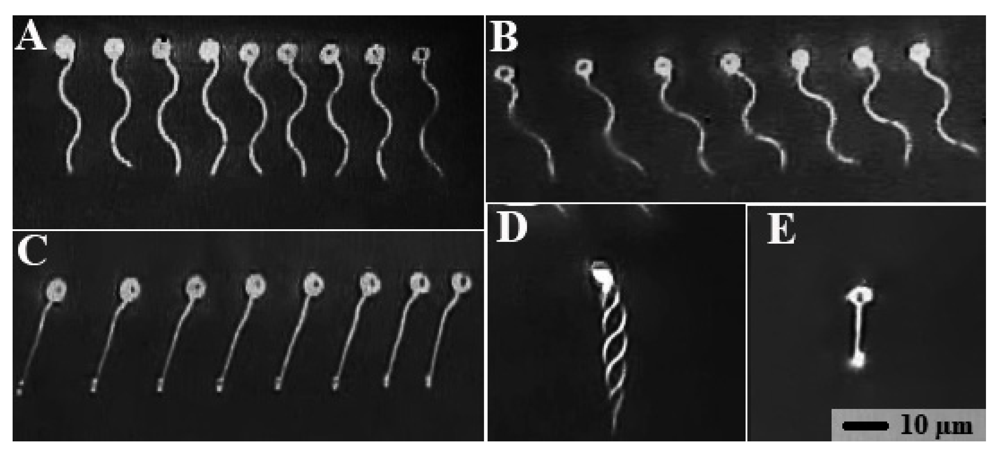 Animals 11 01558 g004