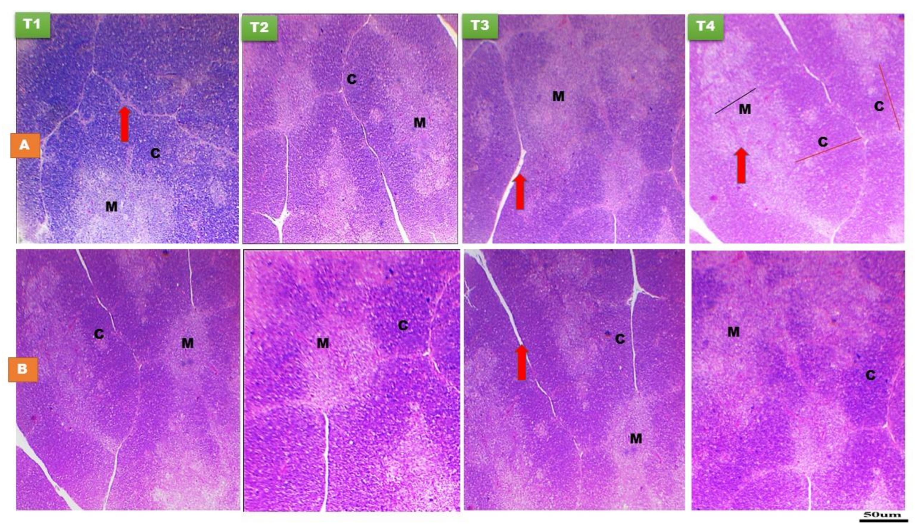 Animals 11 01568 g001