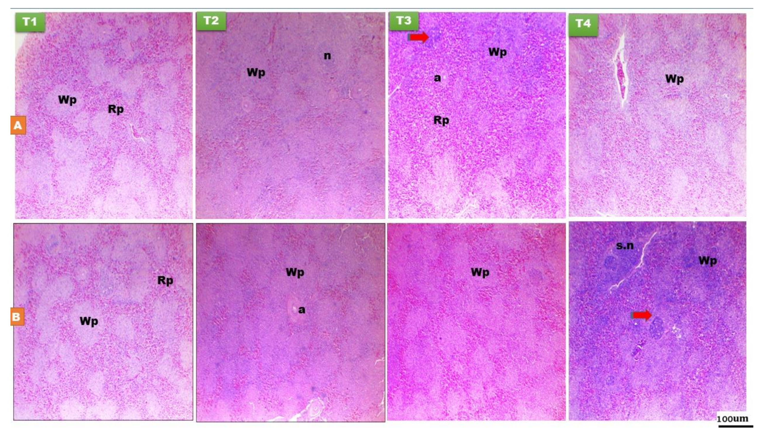 Animals 11 01568 g003