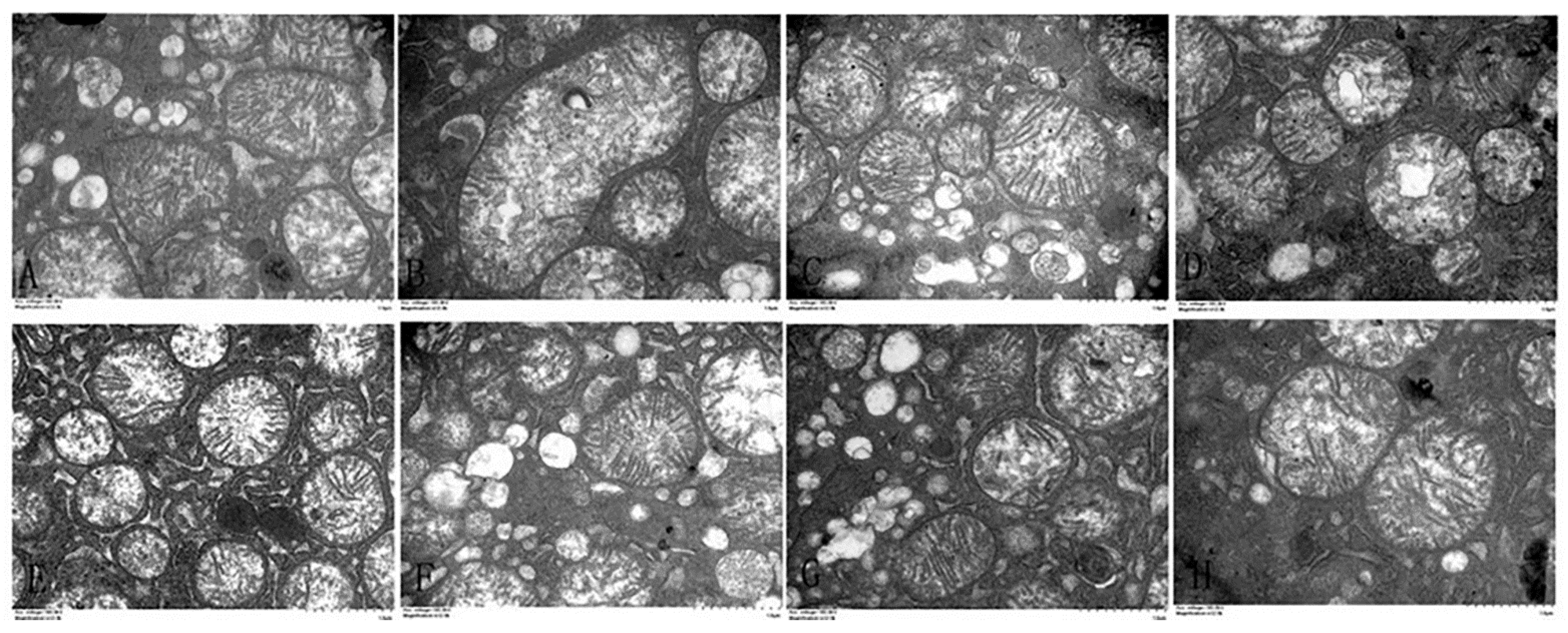 Animals 11 01606 g005