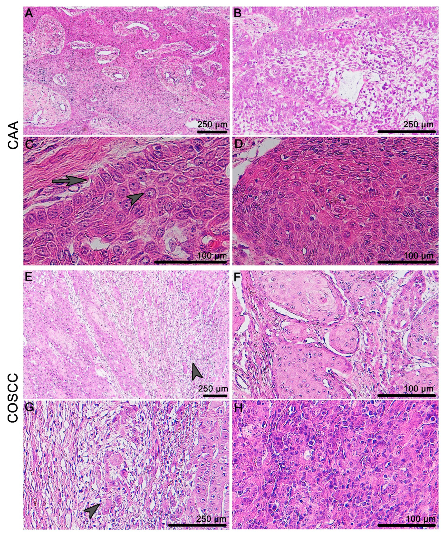 Animals 11 01615 g001