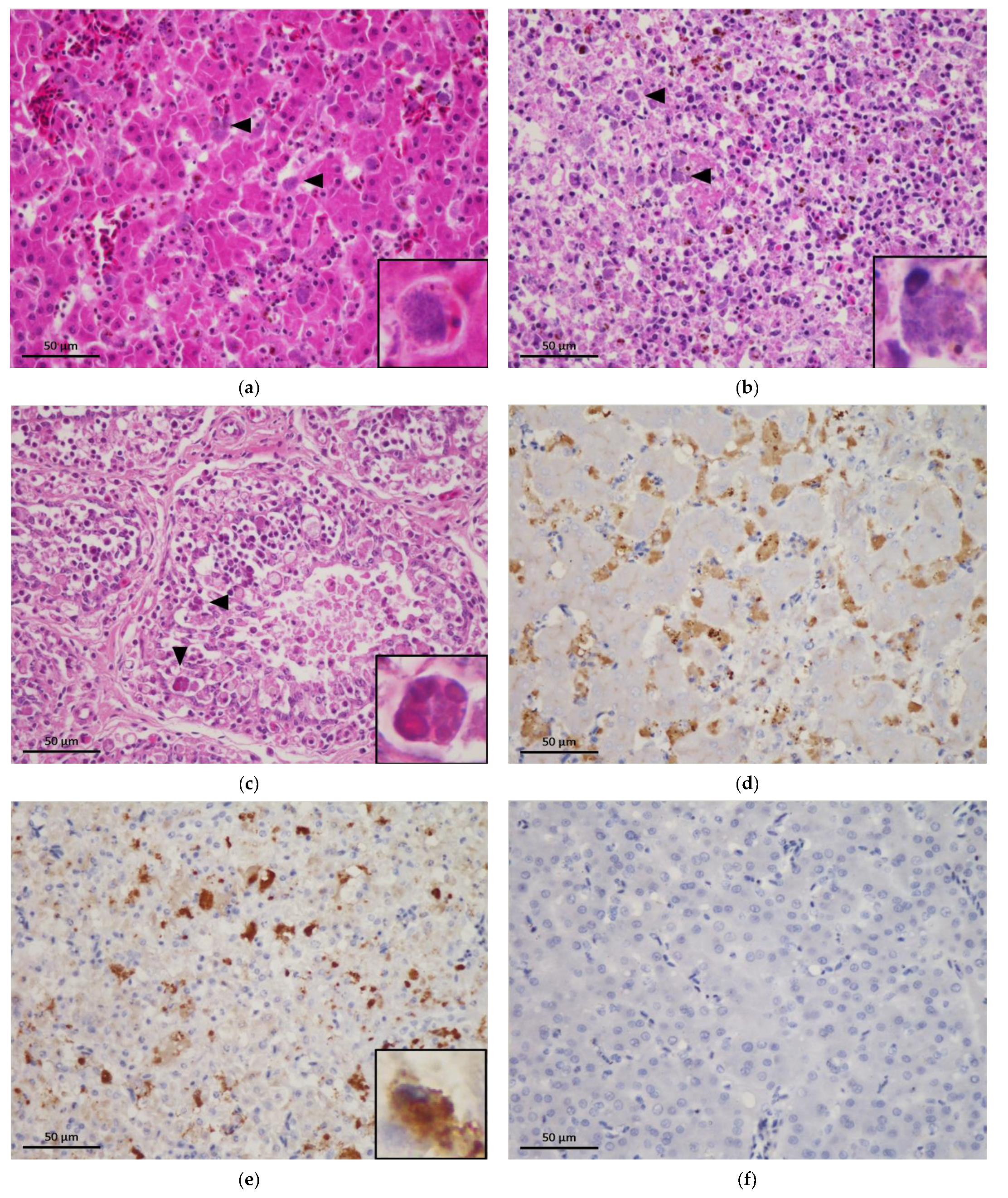 Animals 11 01654 g001