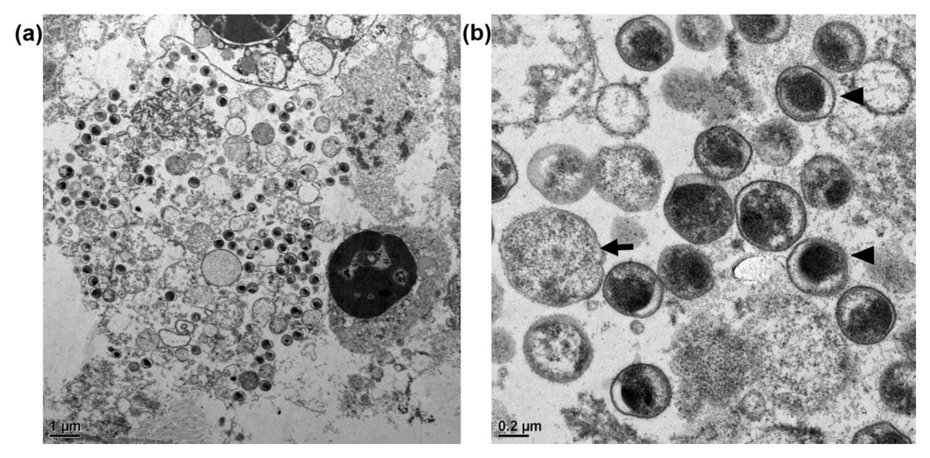 Animals 11 01654 g002