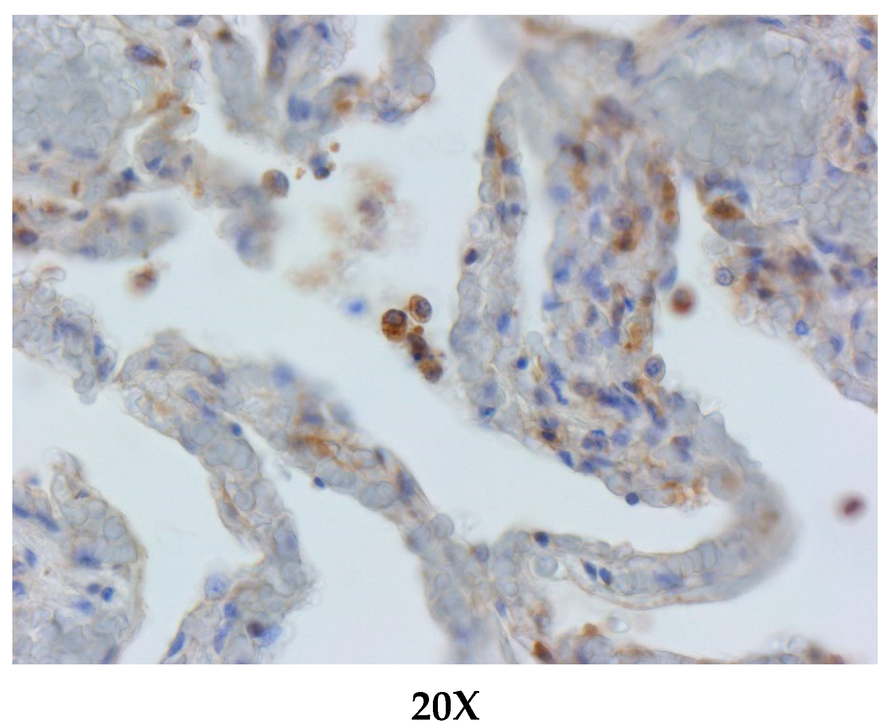 Animals 11 01663 g003