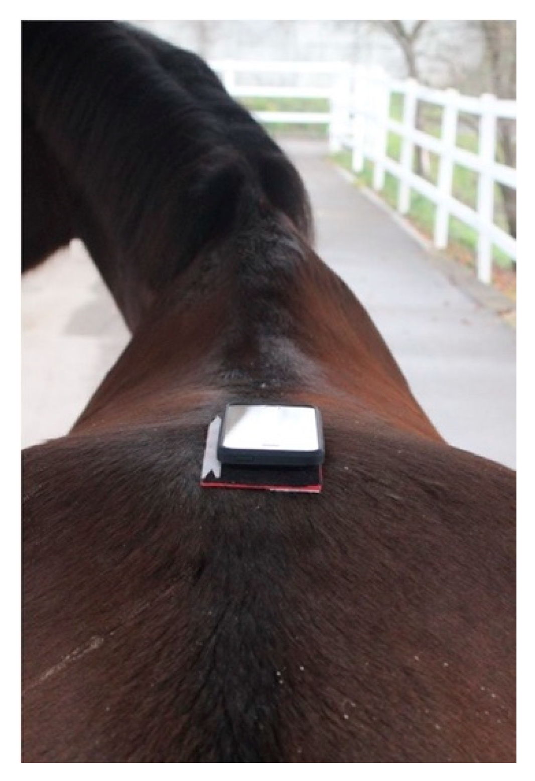 Animals 11 01665 g001